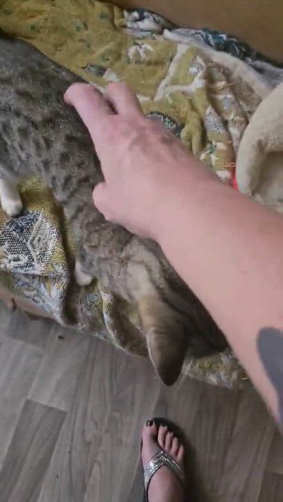 Enlarge Dominique, a Adoptable Domestic Short Hair in Kent, WA video 6/6