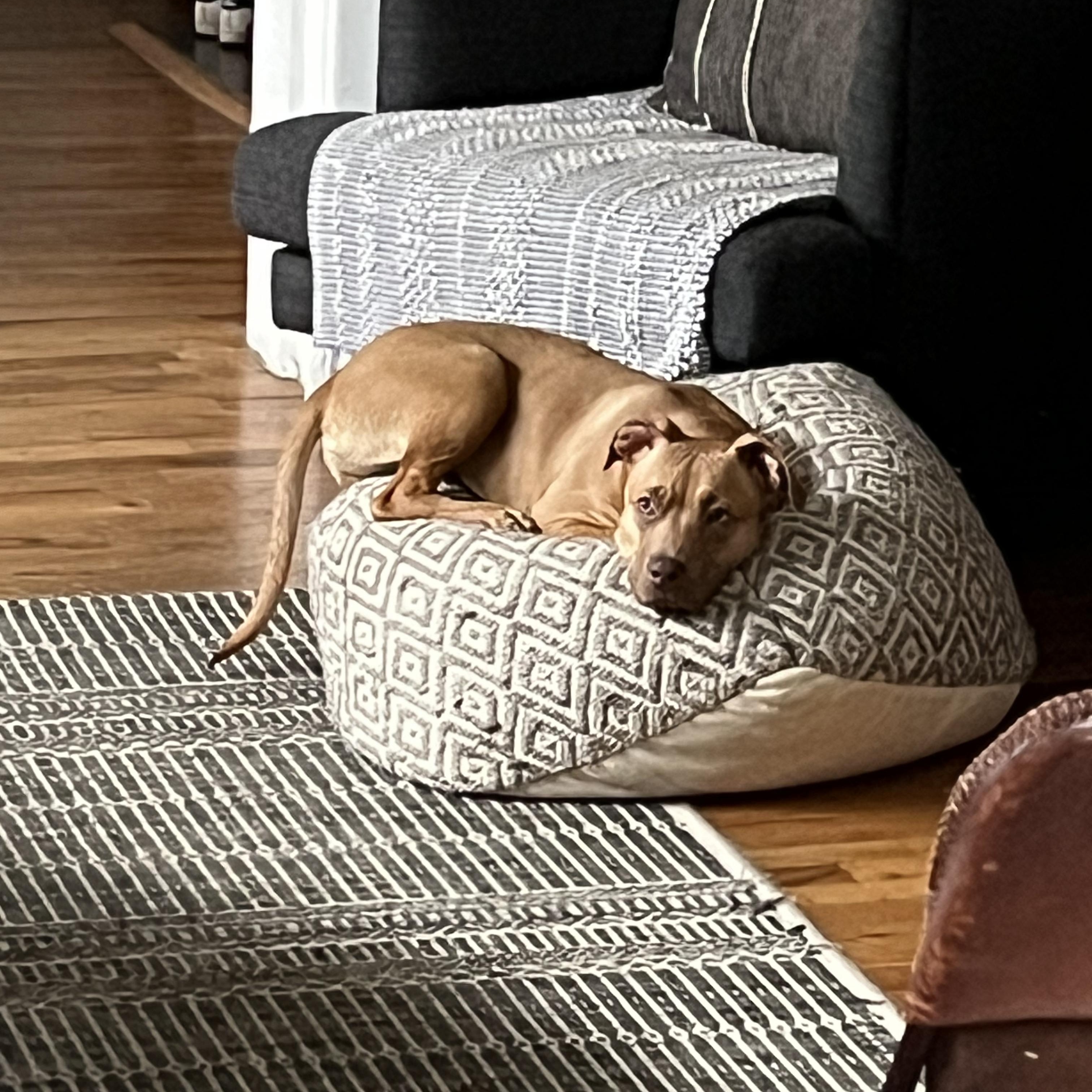 Harriet, a ADOPTABLE mixed breed in Powder Springs, GA image 4/4