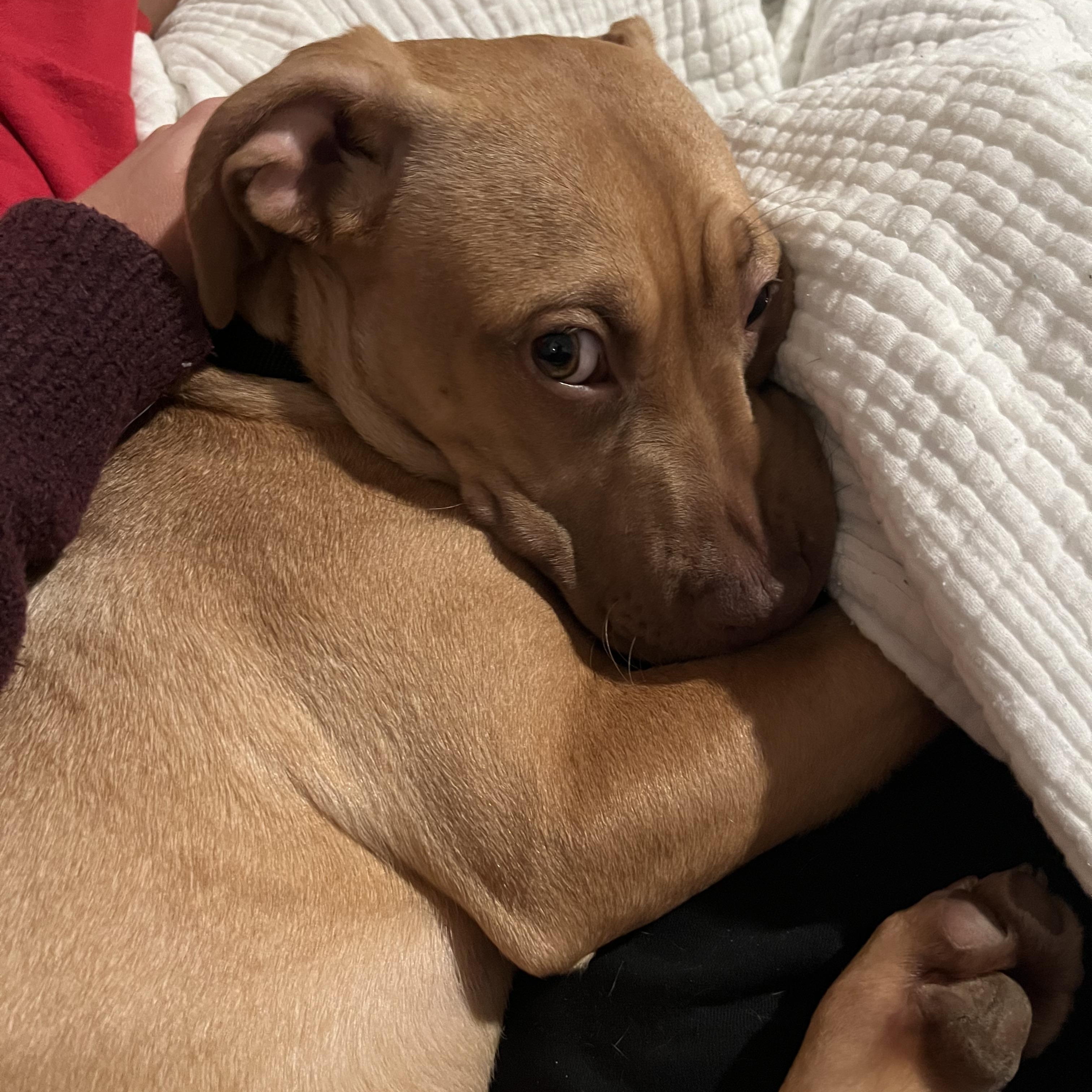 Harriet, a ADOPTABLE mixed breed in Powder Springs, GA image 3/4