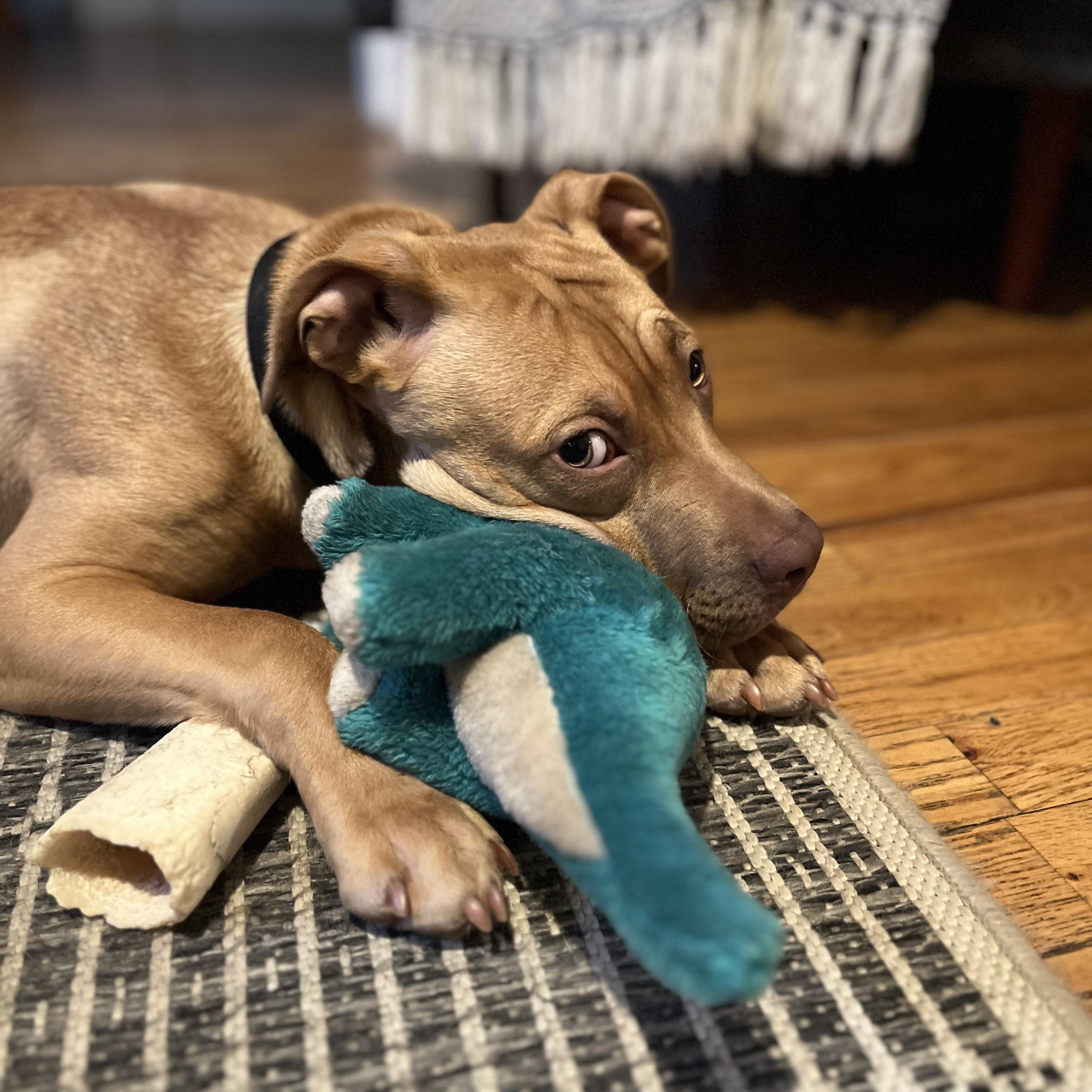 Harriet, a ADOPTABLE mixed breed in Powder Springs, GA image 2/4