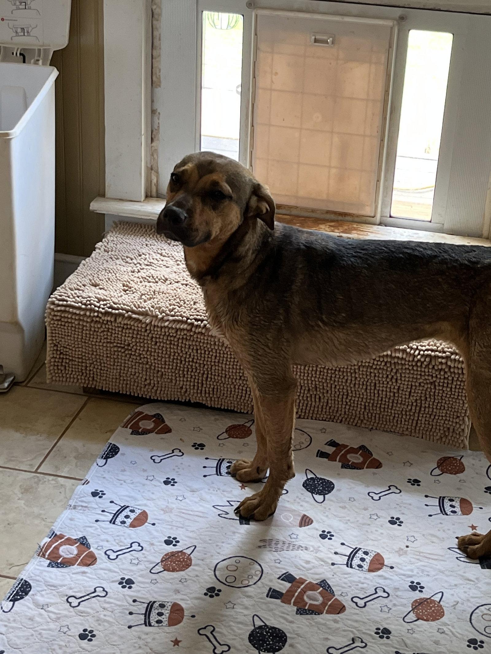 Evie, a Adoptable Shepherd in Rural Hall, NC image 1/3