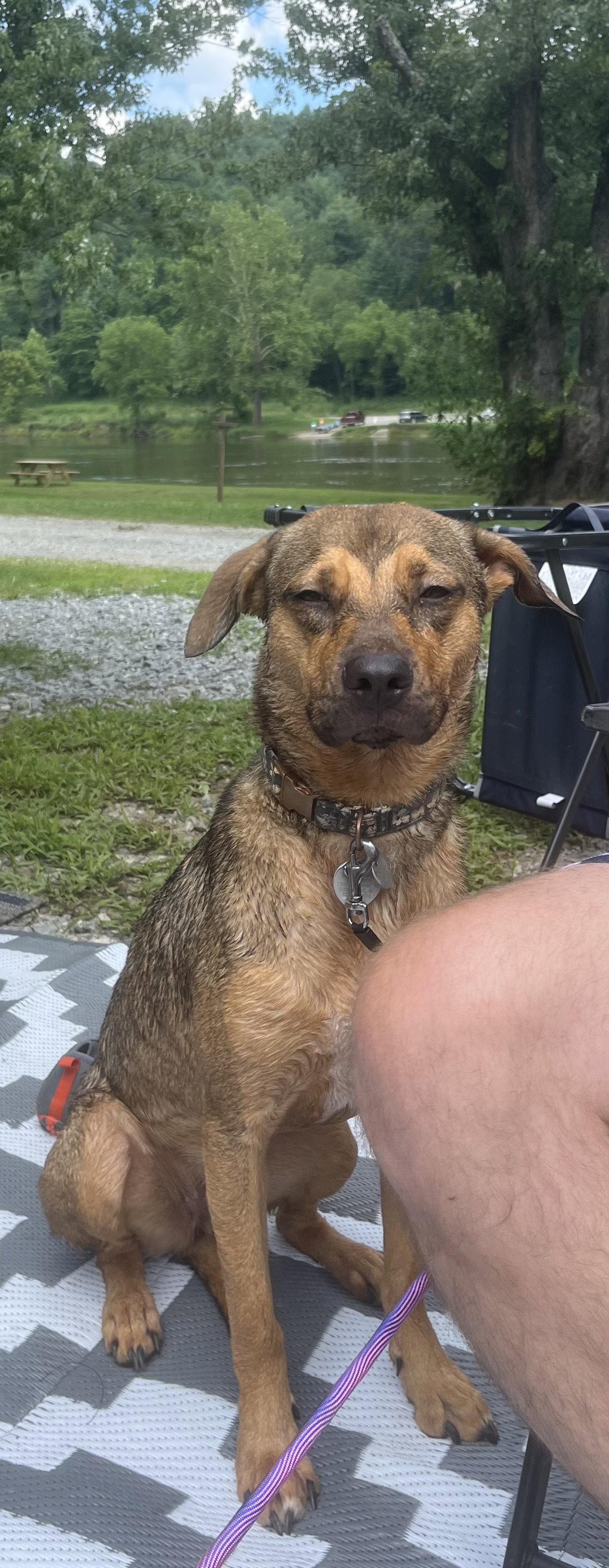 Evie, a Adoptable Shepherd in Rural Hall, NC image 2/3