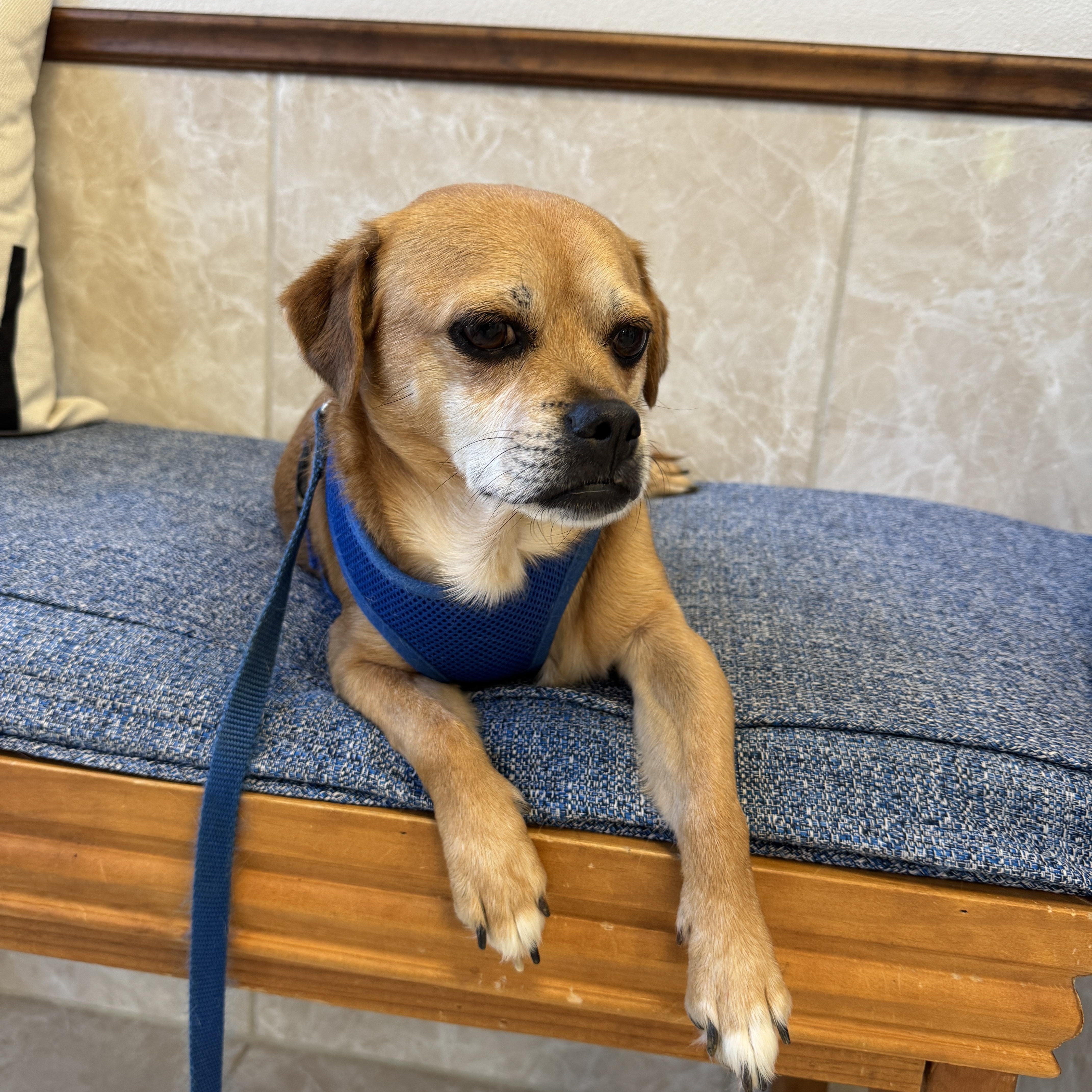 SAWYER, a Adoptable mixed breed in Grand Prairie, TX image 1/4