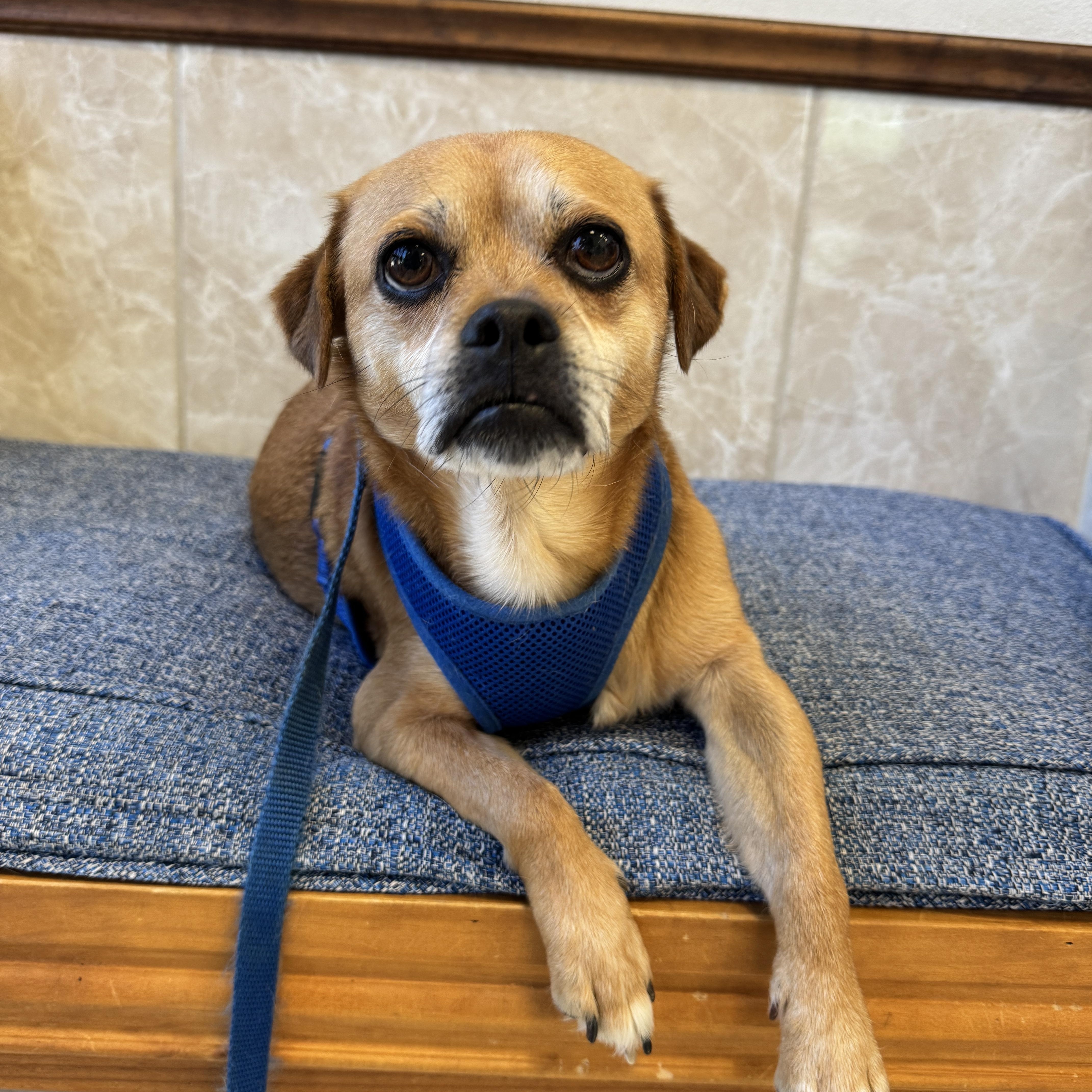 SAWYER, a Adoptable mixed breed in Grand Prairie, TX image 2/4