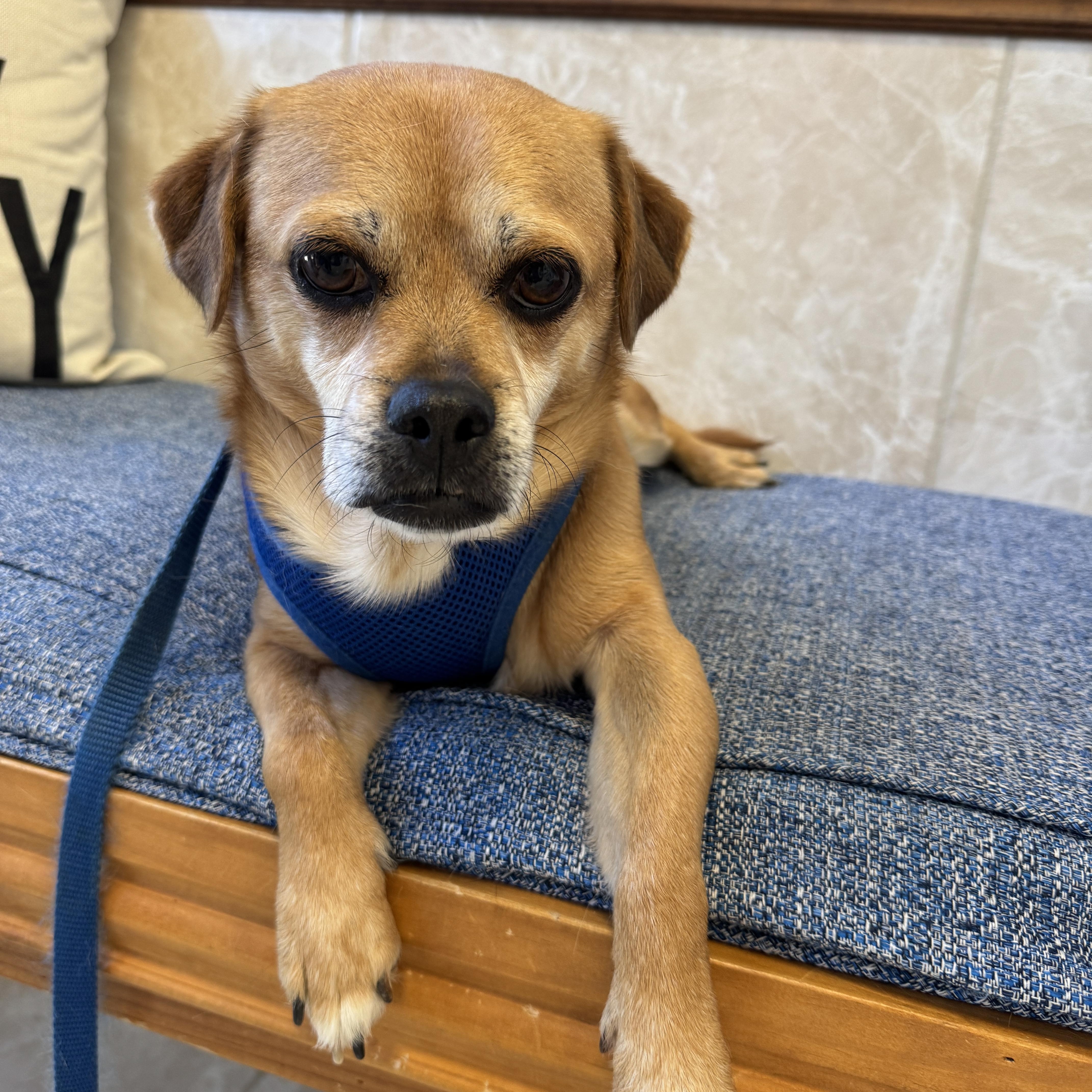 SAWYER, a Adoptable mixed breed in Grand Prairie, TX image 3/4