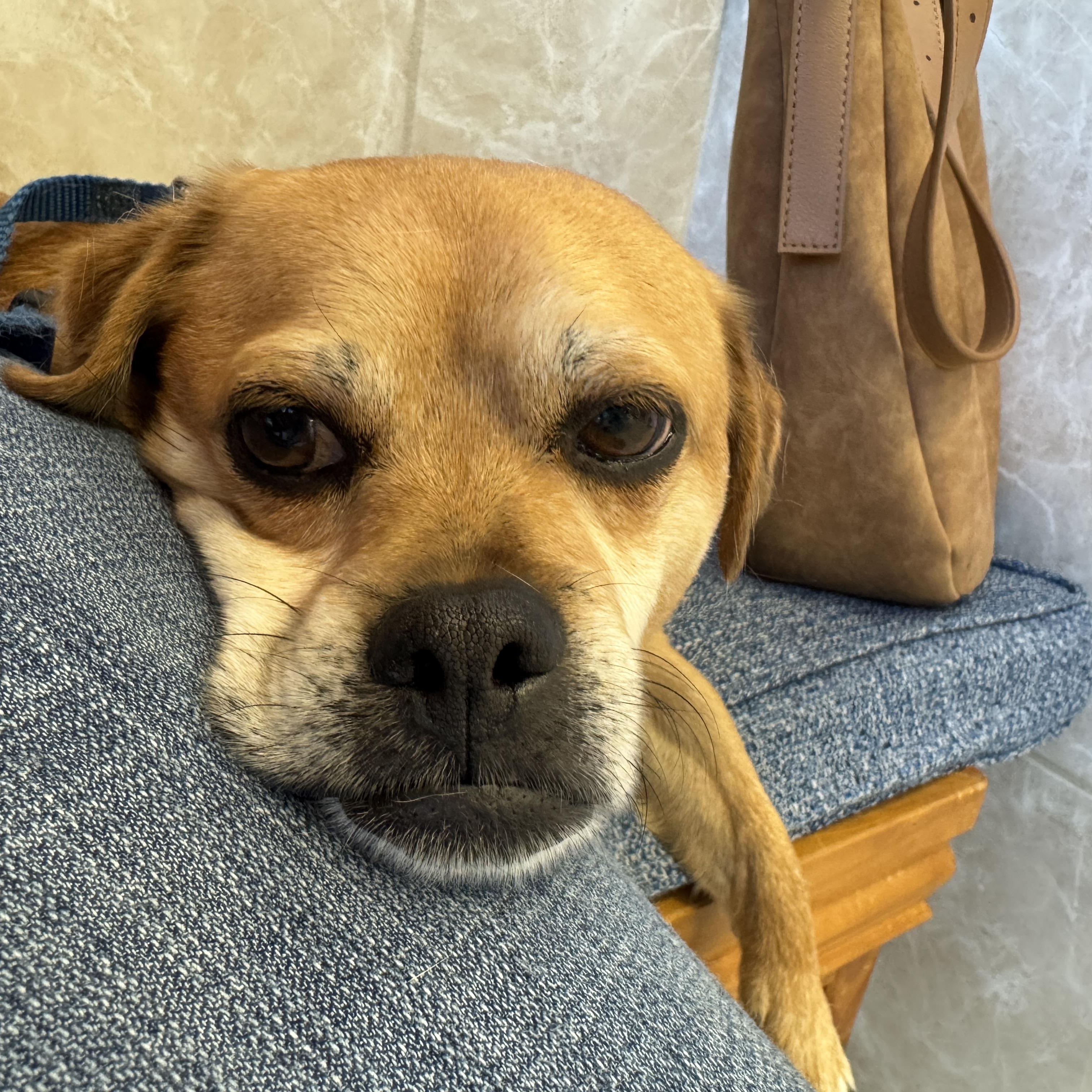 SAWYER, a Adoptable mixed breed in Grand Prairie, TX image 4/4