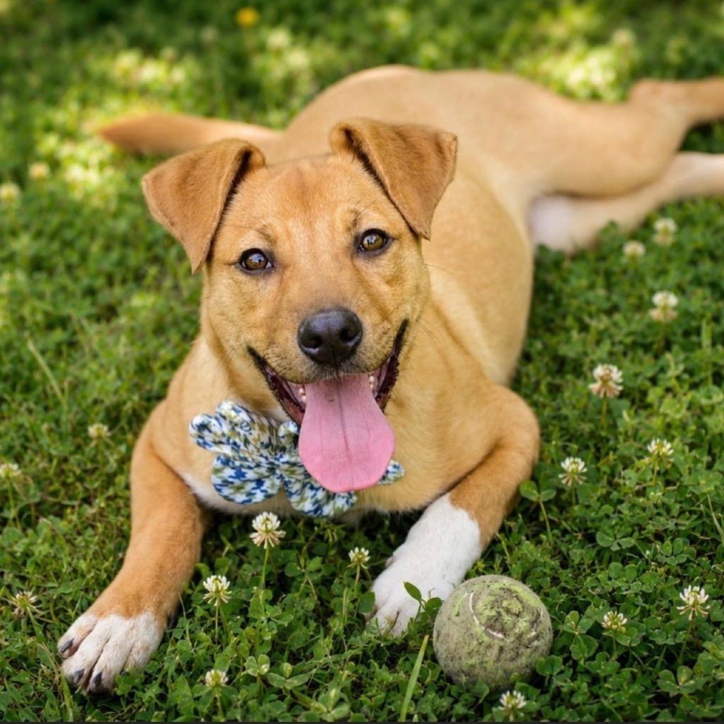 Enlarge Thacker, a Adoptable Mixed Breed in Little Rock, AR image 1/5