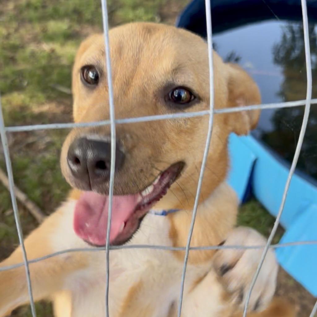 Enlarge Thacker, a Adoptable Mixed Breed in Little Rock, AR image 2/5