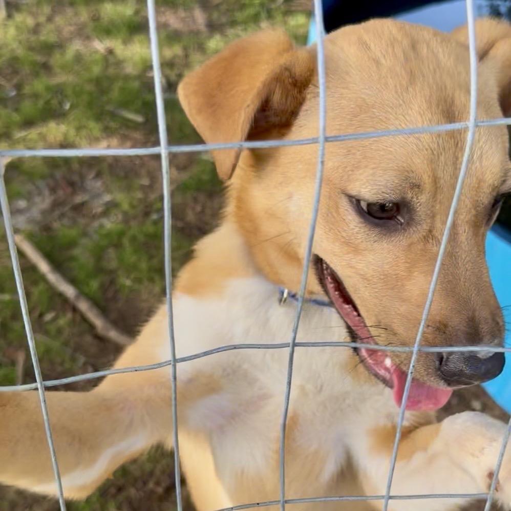 Enlarge Thacker, a Adoptable Mixed Breed in Little Rock, AR image 5/5