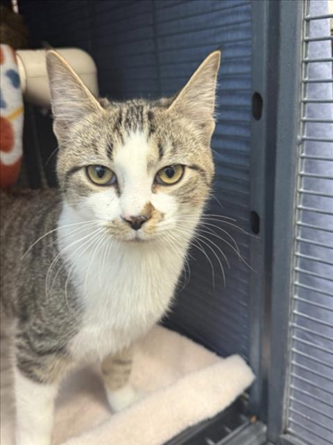 ROAMER, Adoptable, Young Male Domestic Short Hair.