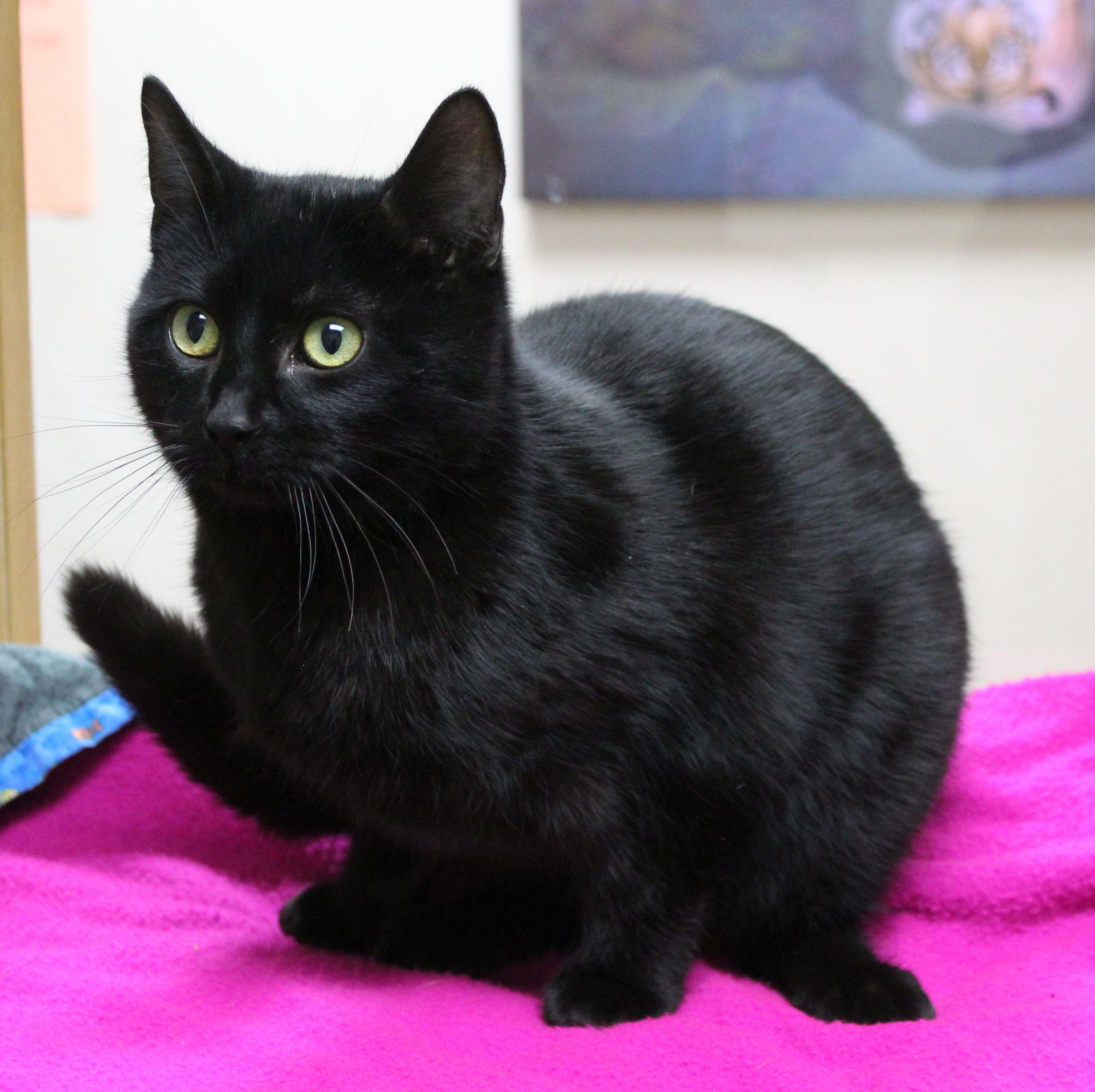 Enlarge Porkchop, a ADOPTABLE mixed breed in Portage, WI image 1/2