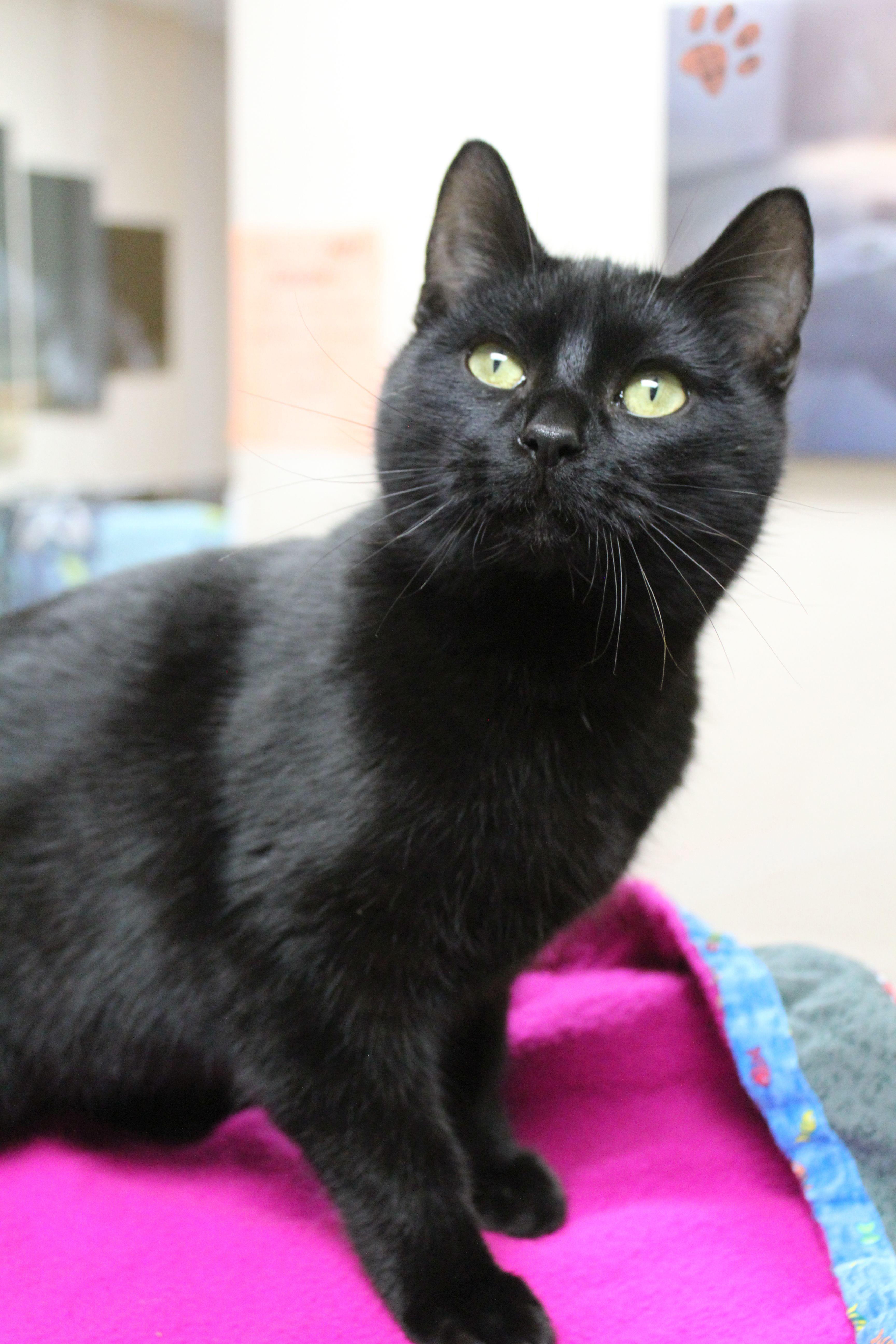 Enlarge Porkchop, a ADOPTABLE mixed breed in Portage, WI image 2/2