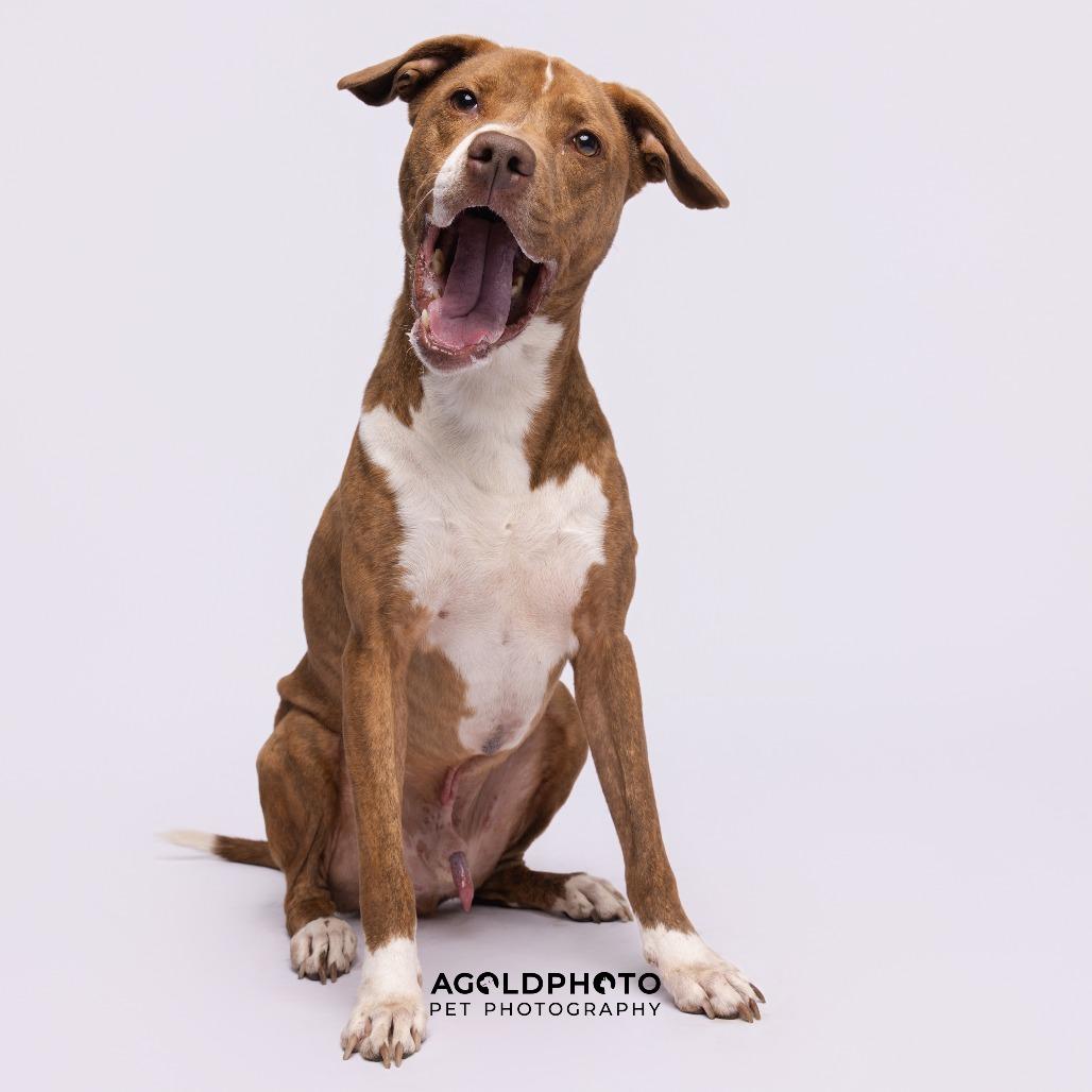 KC, Adoptable, Adult Male Terrier & Terrier.