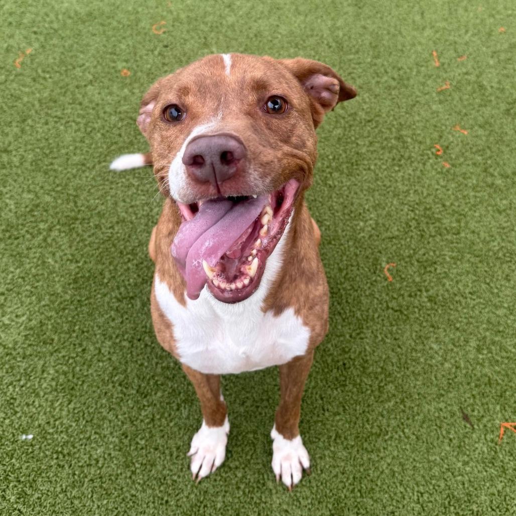 Enlarge KC, a Adoptable mixed breed in Tampa, FL image 2/5