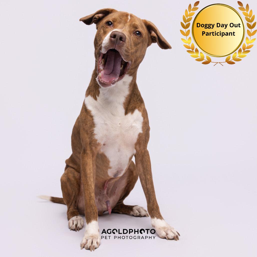 Enlarge KC, a Adoptable mixed breed in Tampa, FL image 2/3