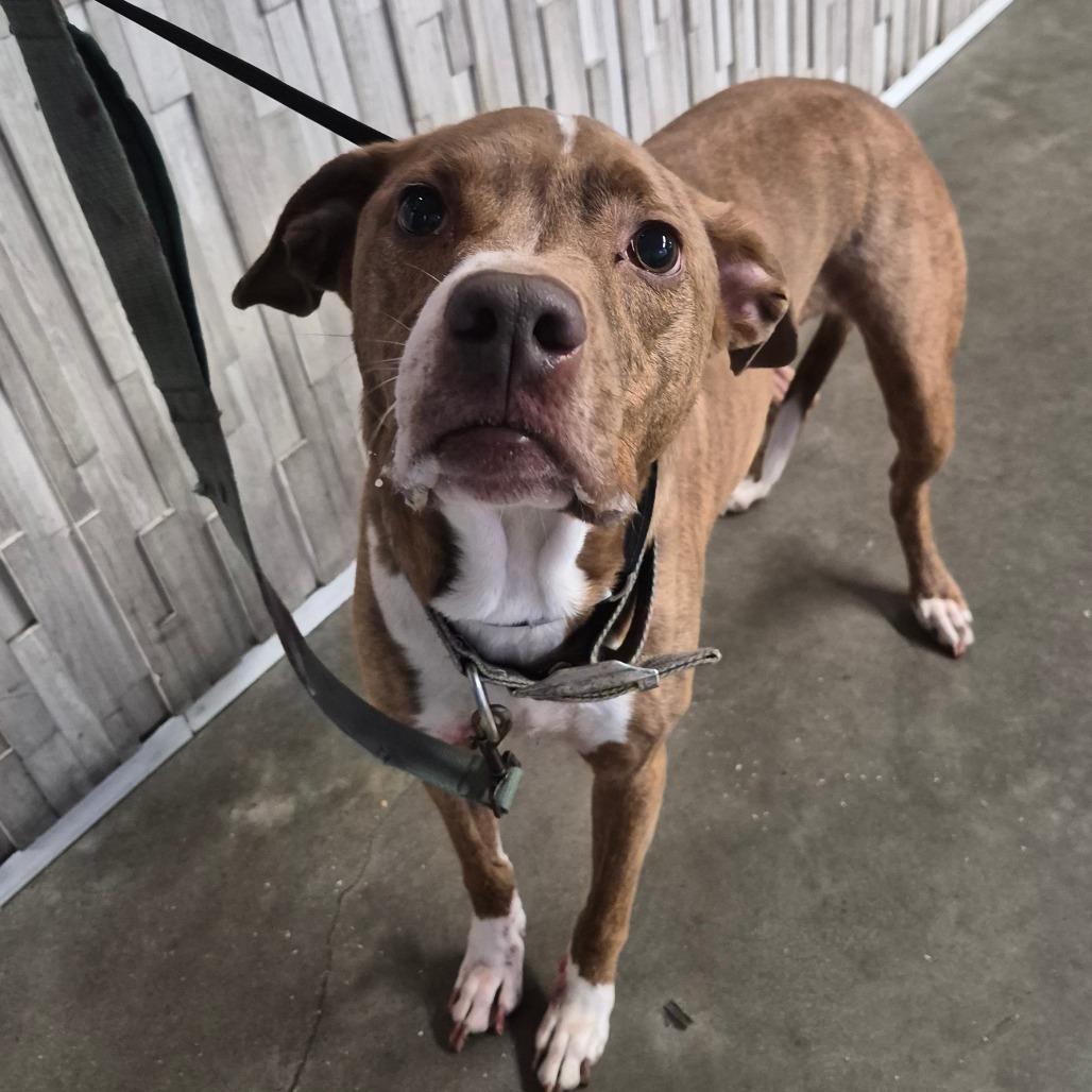 Enlarge KC, a Adoptable mixed breed in Tampa, FL image 2/2