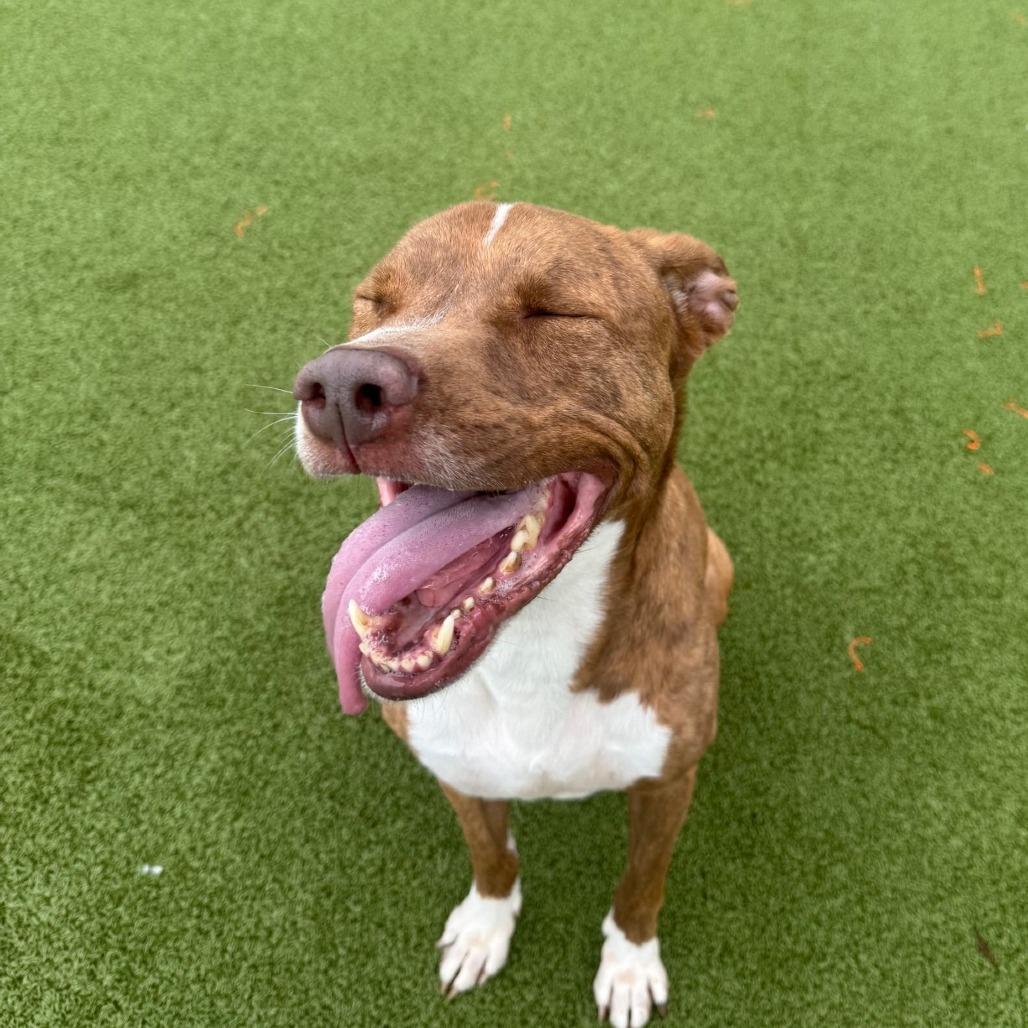 Enlarge KC, a Adoptable mixed breed in Tampa, FL image 5/5