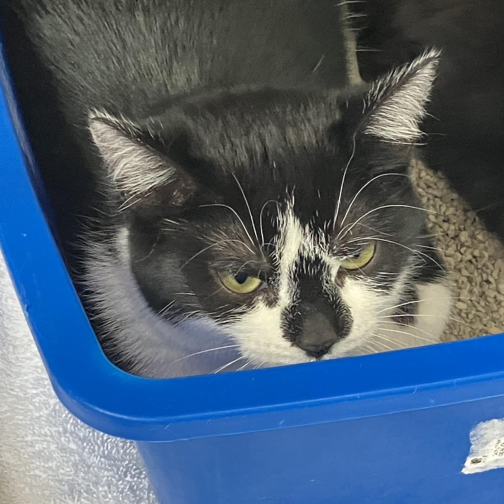 Carrie, a Adoptable Domestic Short Hair in Burlington, ON image 2/2