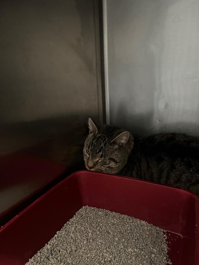 Girdy, Adoptable, Young Male Domestic Short Hair.