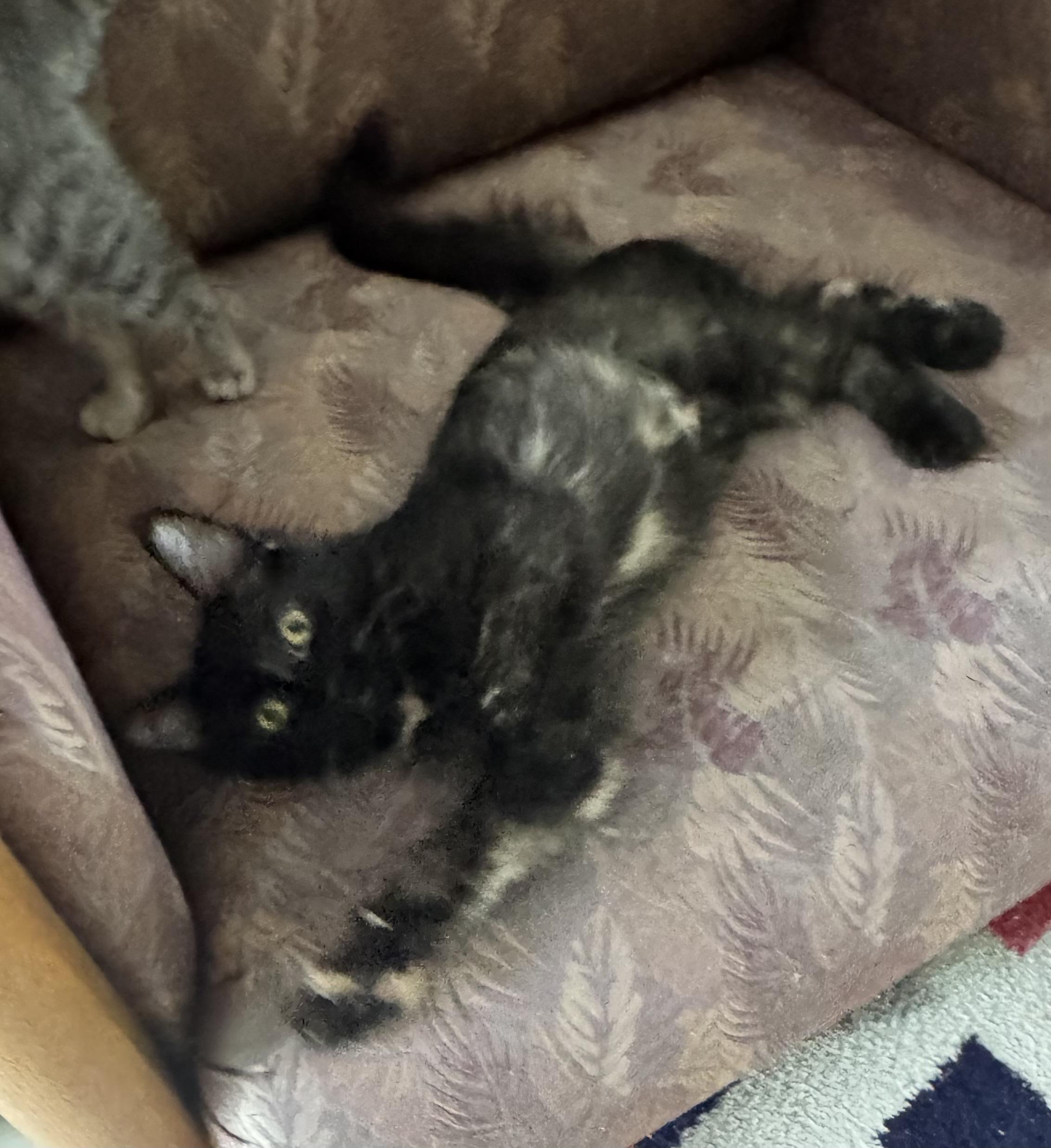 Bellini, a ADOPTABLE Tortoiseshell in Saginaw, MI image 2/4
