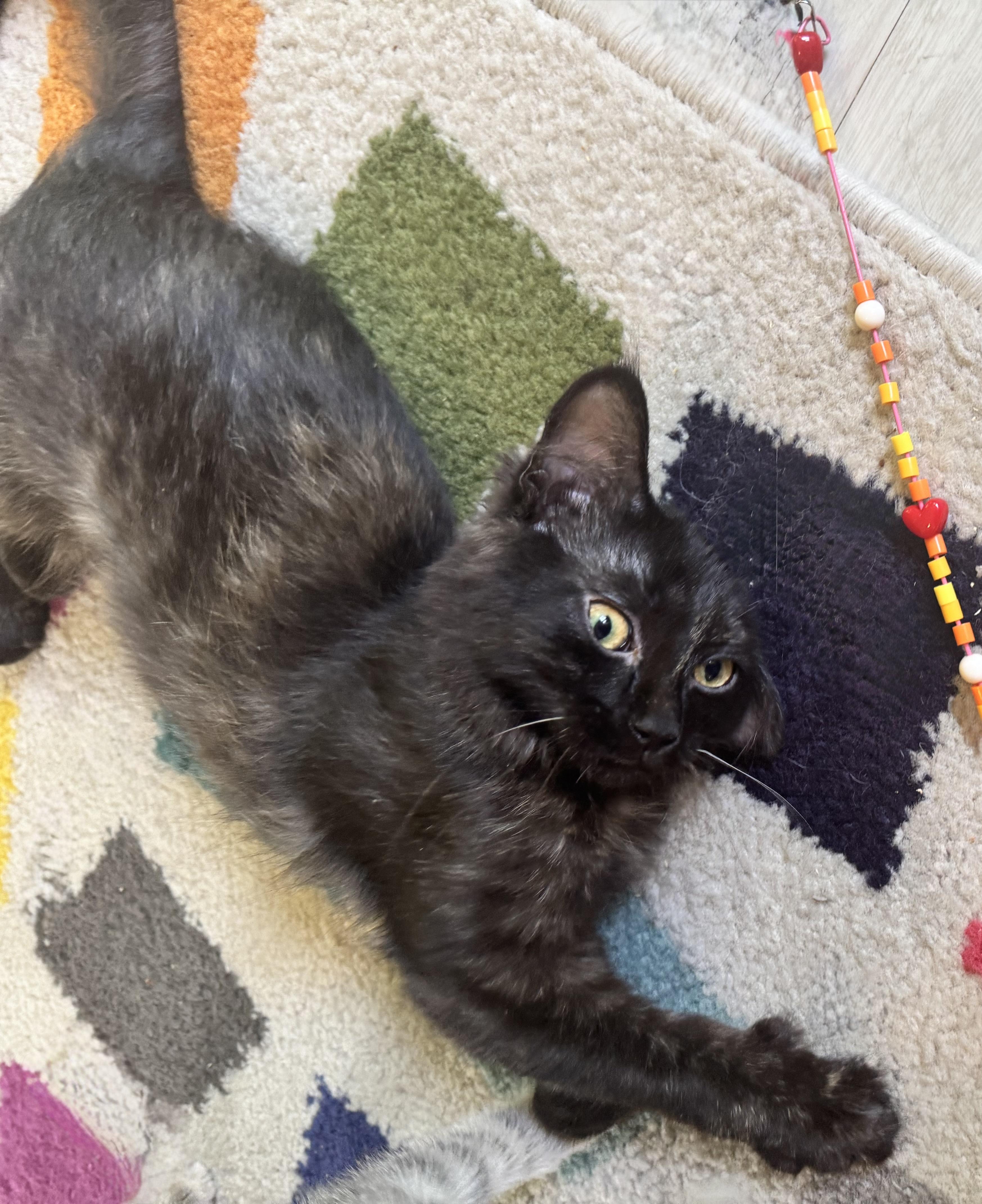 Bellini, a ADOPTABLE Tortoiseshell in Saginaw, MI image 4/4