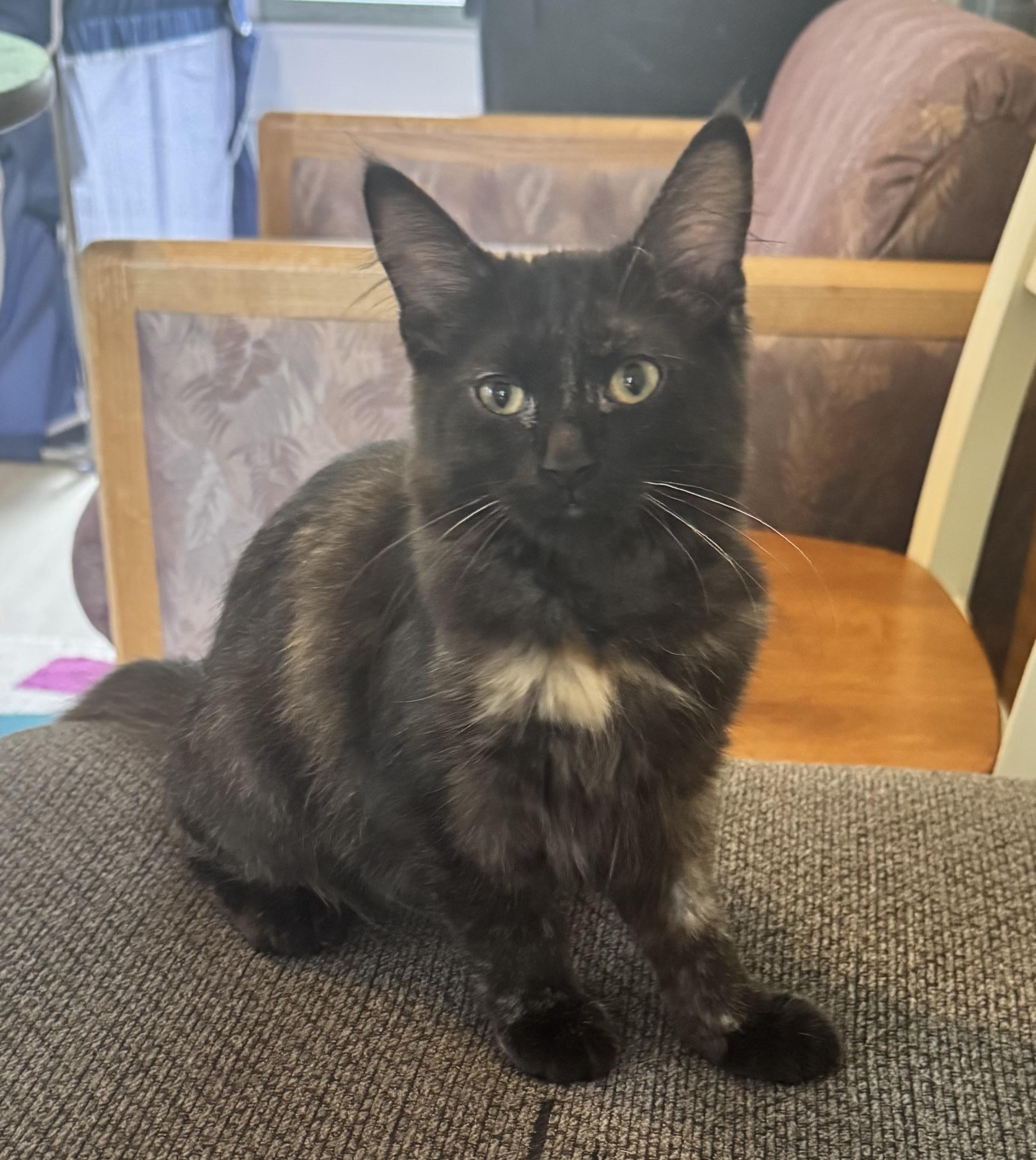 Bellini, ADOPTABLE, Kitten Female Tortoiseshell.