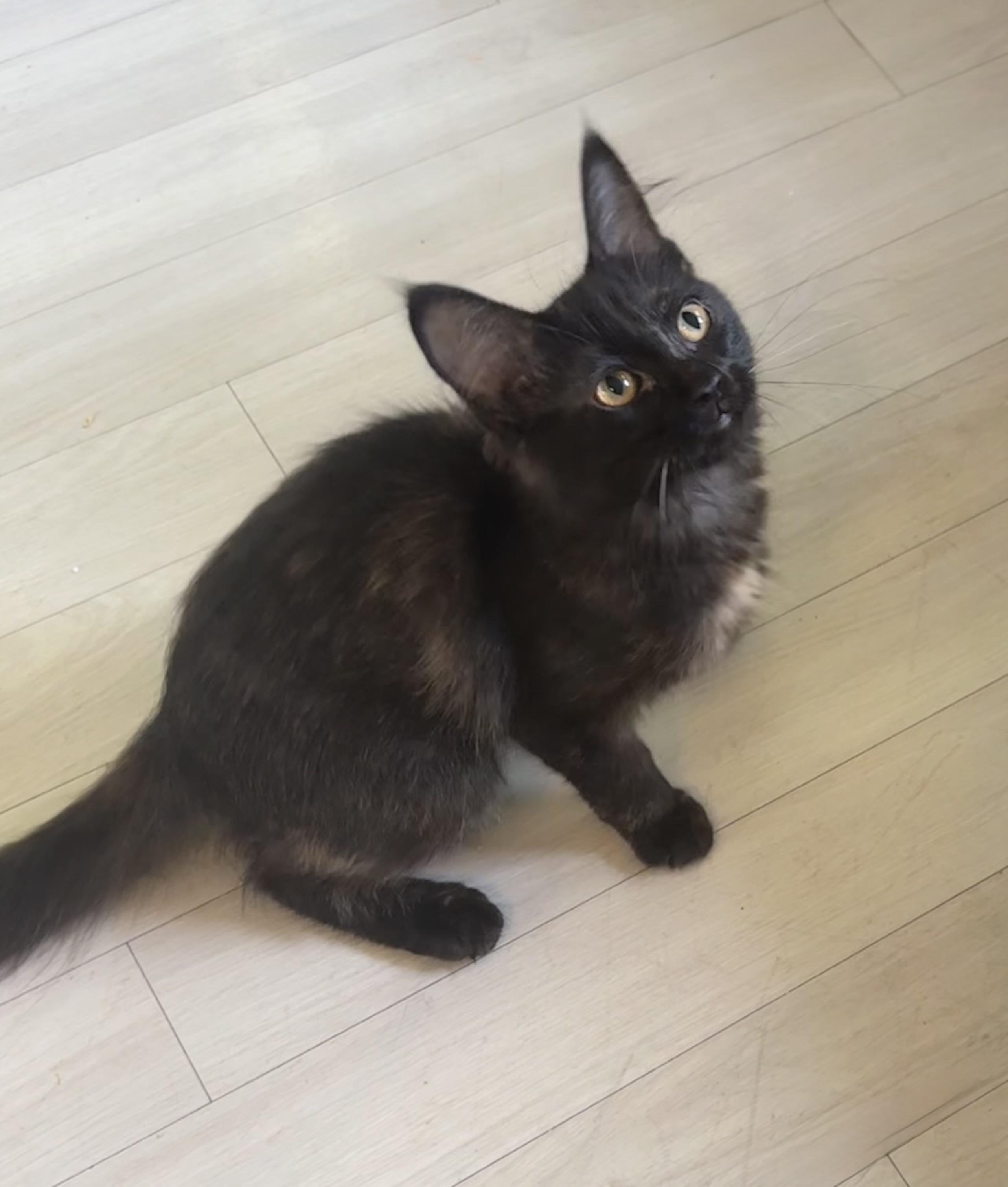 Bellini, a ADOPTABLE Tortoiseshell in Saginaw, MI image 3/4