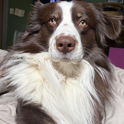 Mocha, Young Male unknown