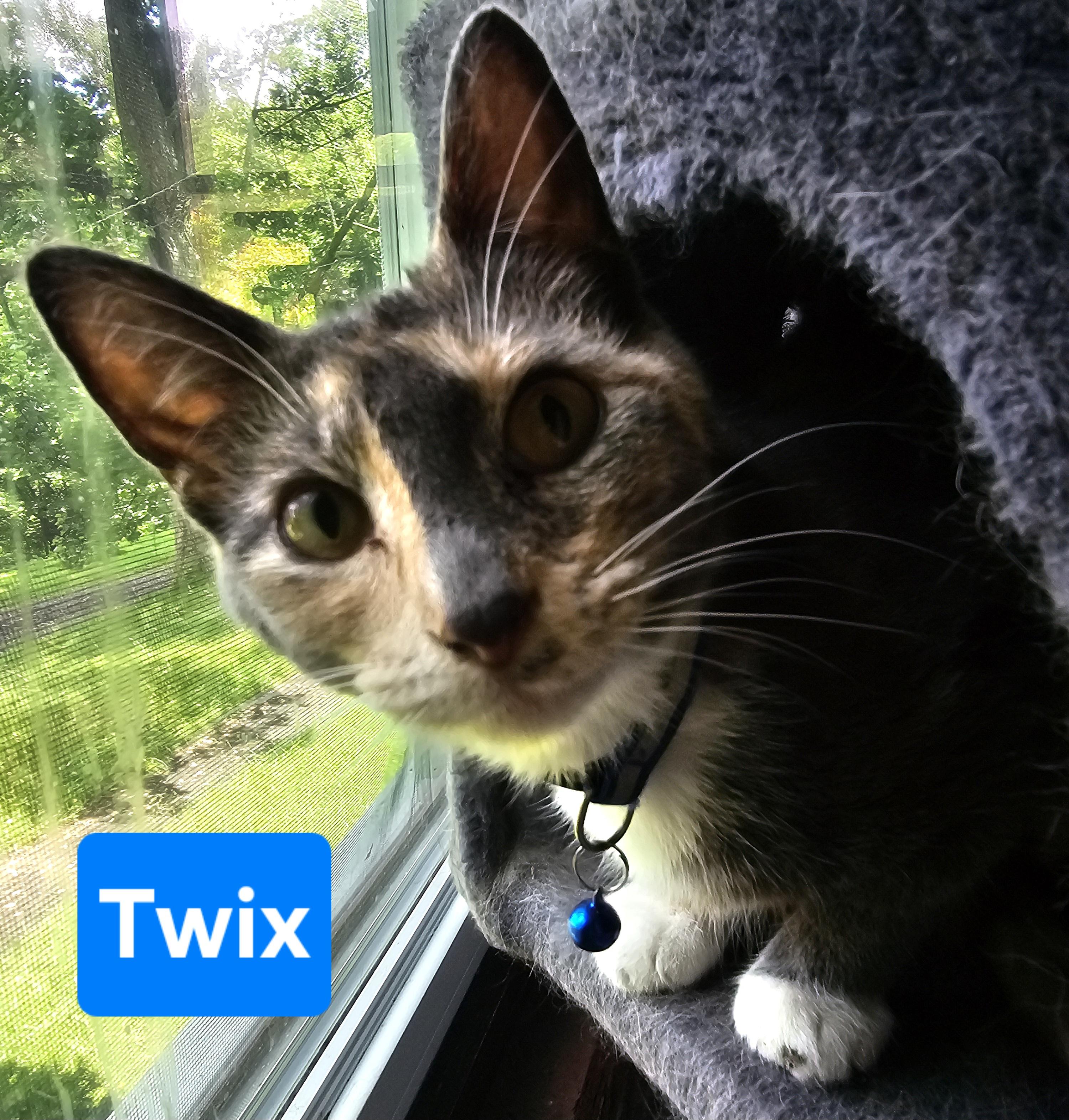 Enlarge Twix, a Adoptable Domestic Short Hair in Greensburg, PA image 1/1