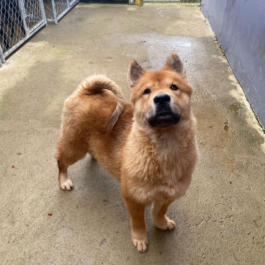 Enlarge Bubu, a Adoptable Chow Chow in San Juan, PR image 1/6