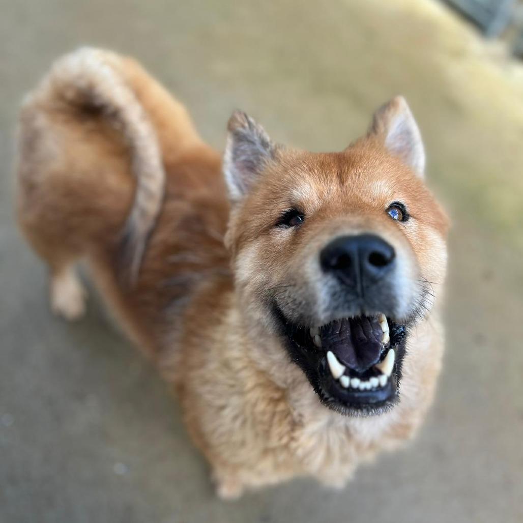 Enlarge Bubu, a Adoptable Chow Chow in San Juan, PR image 2/6
