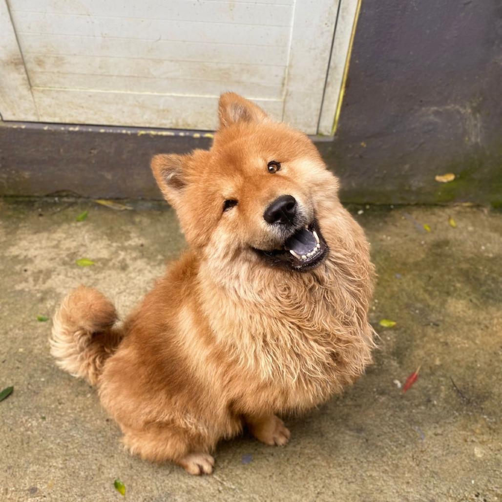 Enlarge Bubu, a Adoptable Chow Chow in San Juan, PR image 3/6