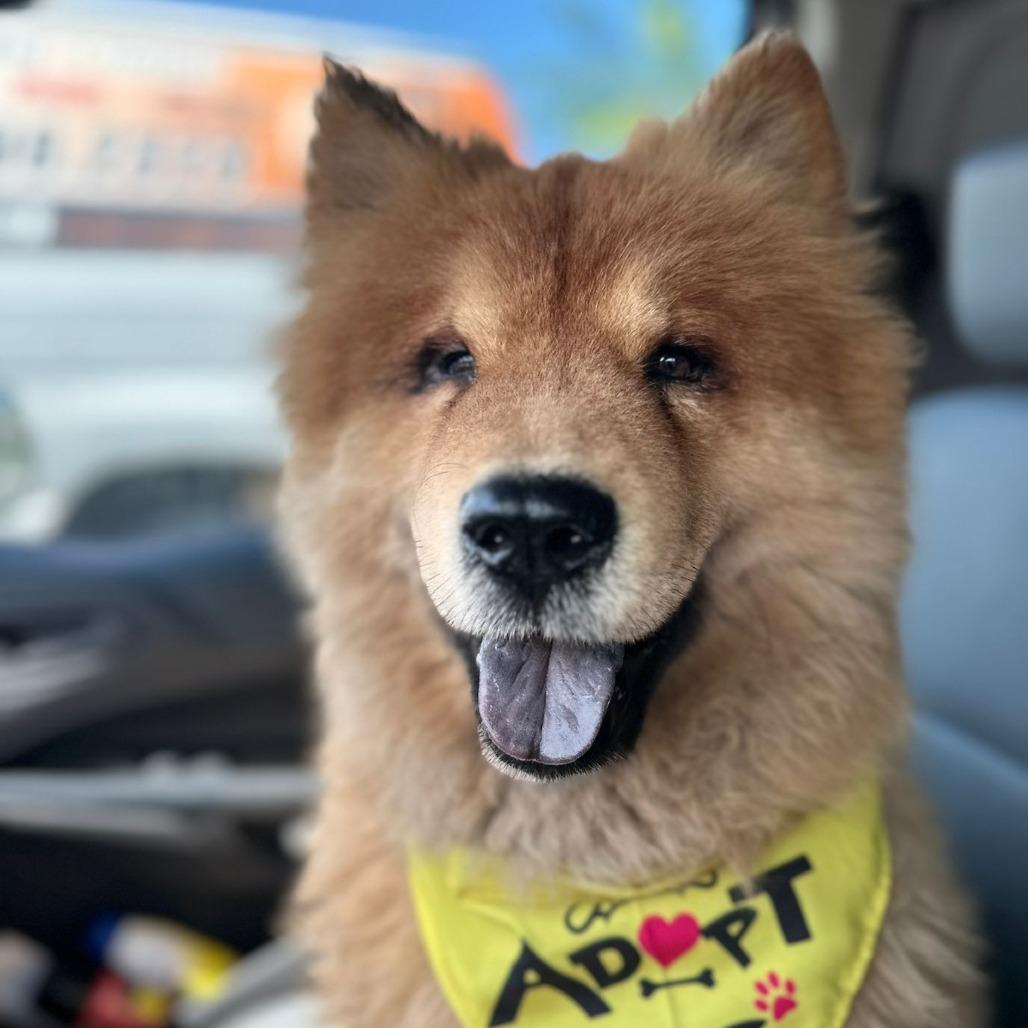 Enlarge Bubu, a Adoptable Chow Chow in San Juan, PR image 4/6