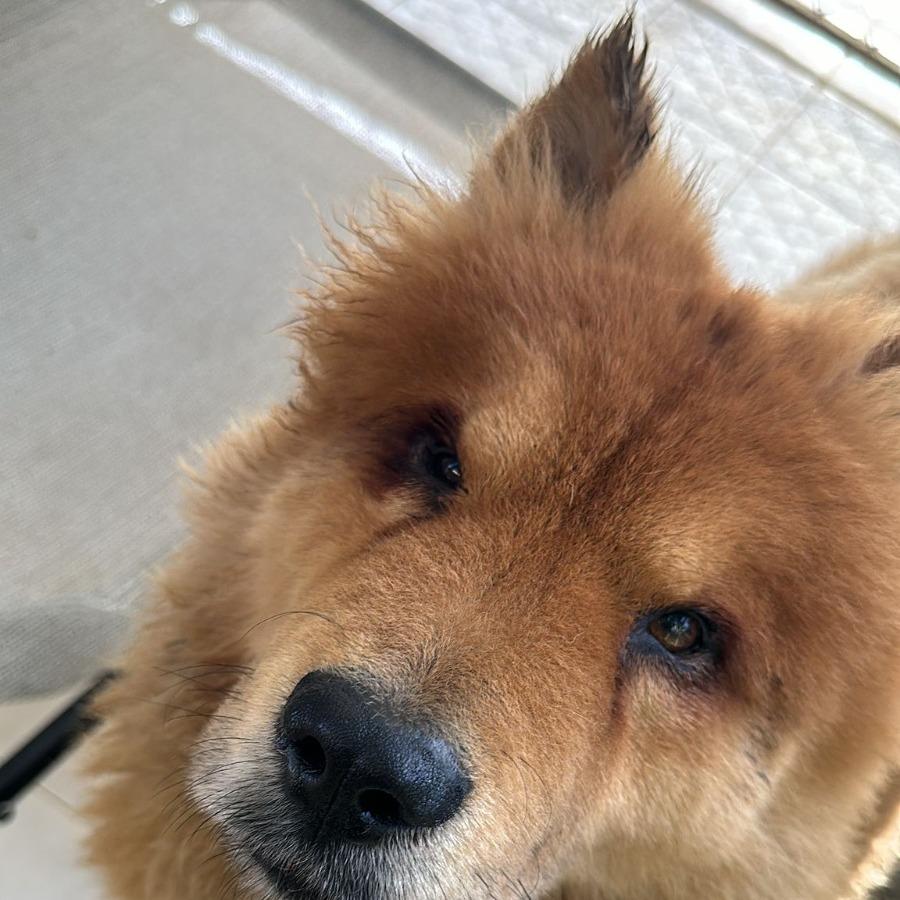 Enlarge Bubu, a Adoptable Chow Chow in San Juan, PR image 6/6