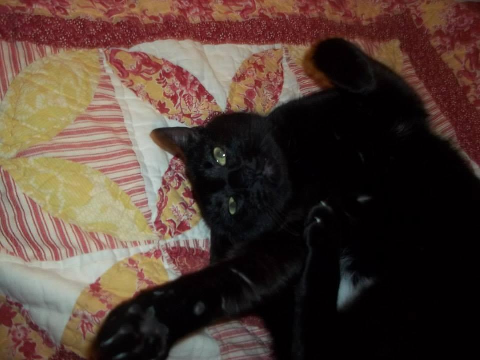 magic, a Adoptable Domestic Short Hair in Whitestone, NY image 1/2