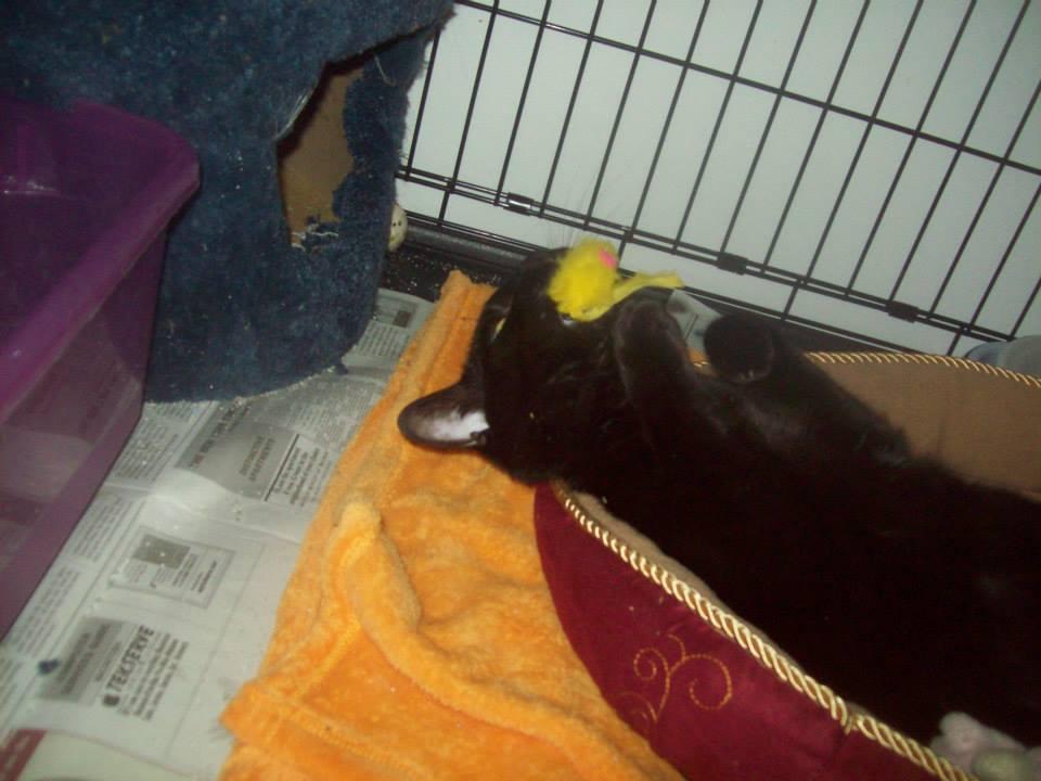 magic, a Adoptable Domestic Short Hair in Whitestone, NY image 2/2