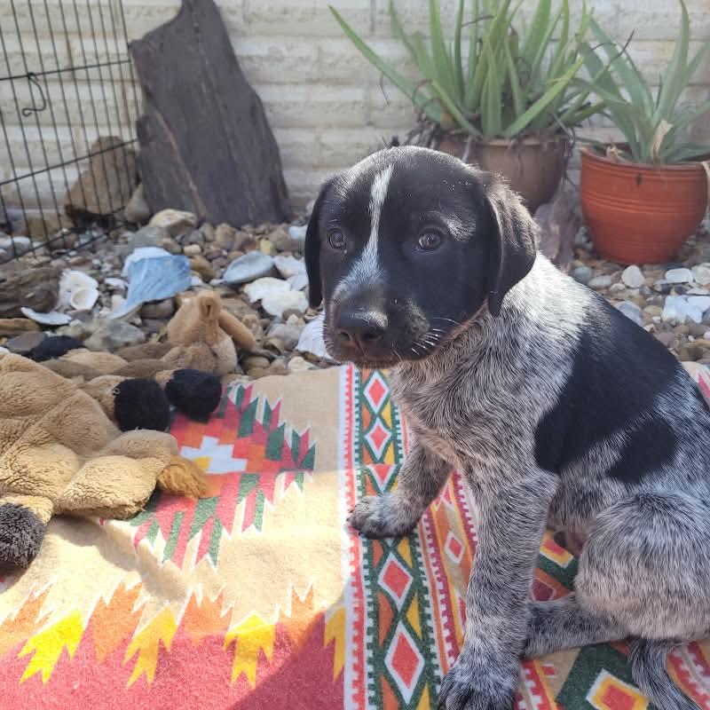 Enlarge Flash, Apollo, Domino and Blue, a ADOPTABLE mixed breed in Mission, TX image 3/6