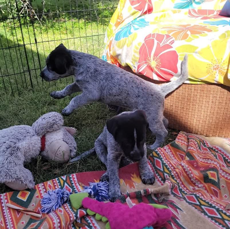 Enlarge Flash, Apollo, Domino and Blue, a ADOPTABLE mixed breed in Mission, TX image 5/6