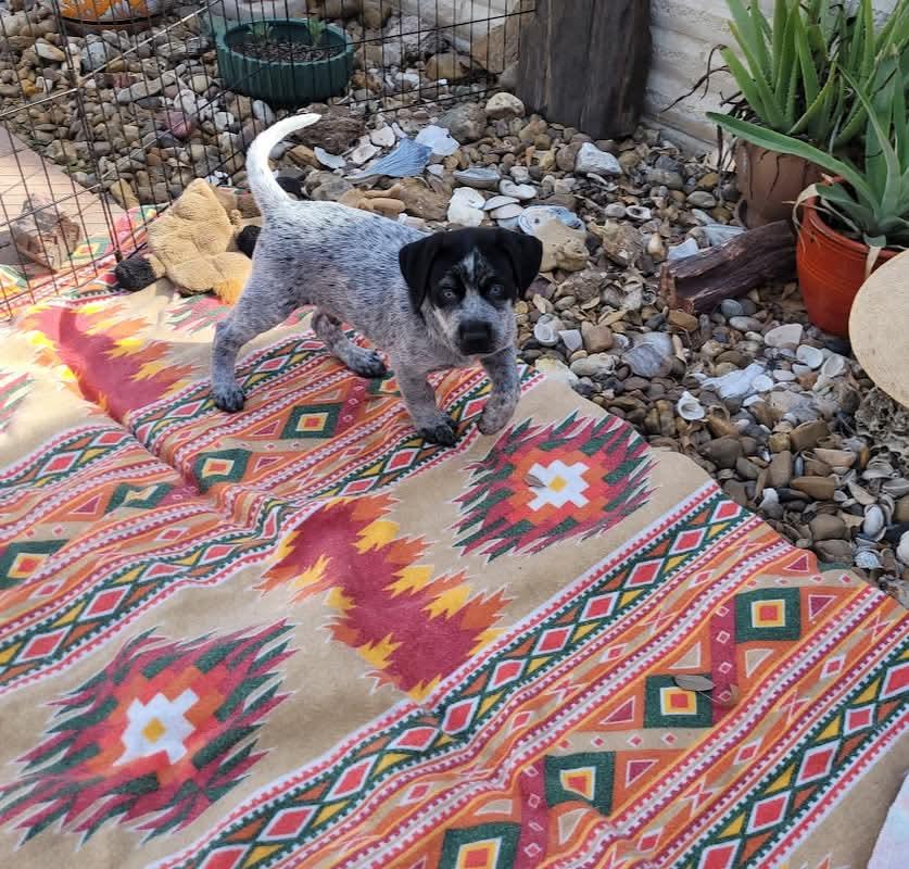 Enlarge Flash, Apollo, Domino and Blue, a ADOPTABLE mixed breed in Mission, TX image 1/6