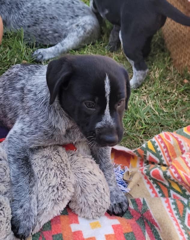 Enlarge Flash, Apollo, Domino and Blue, a ADOPTABLE mixed breed in Mission, TX image 2/6