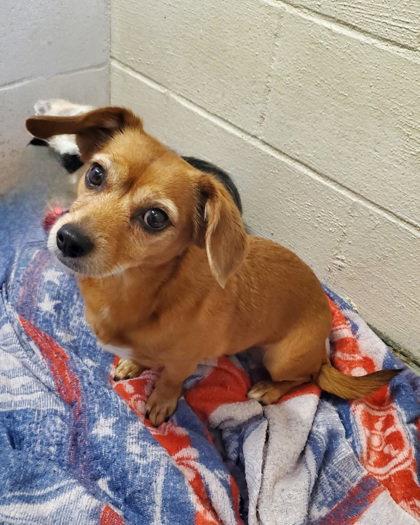 Lily (7039), Adoptable, Adult Female Dachshund.