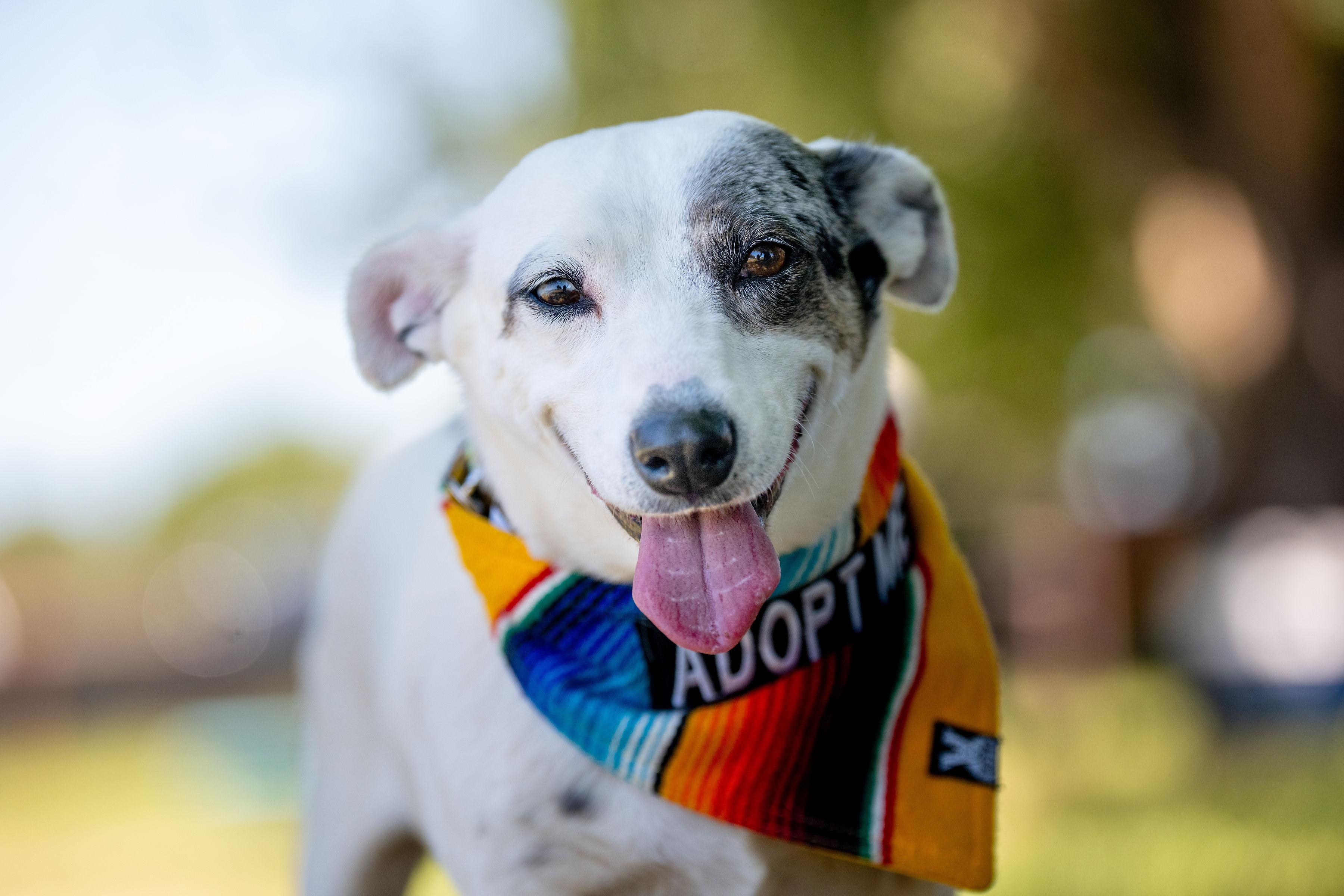 Luna, adopted, Adult Female Dachshund & Terrier.