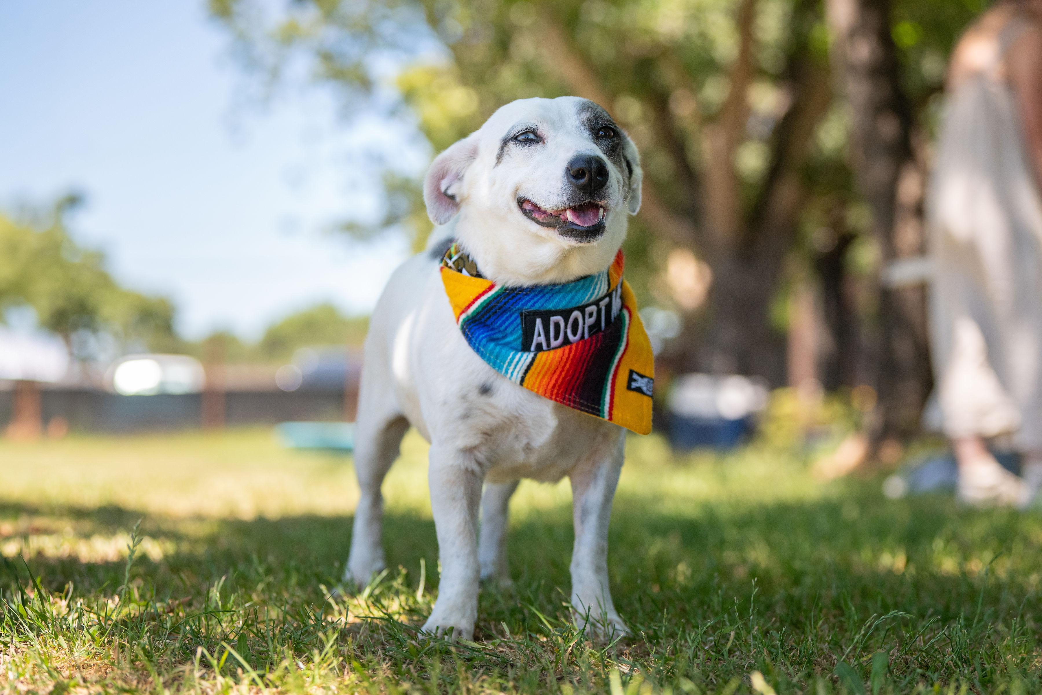 Luna, an adopted mixed breed in Santa Rosa, CA image 4/4
