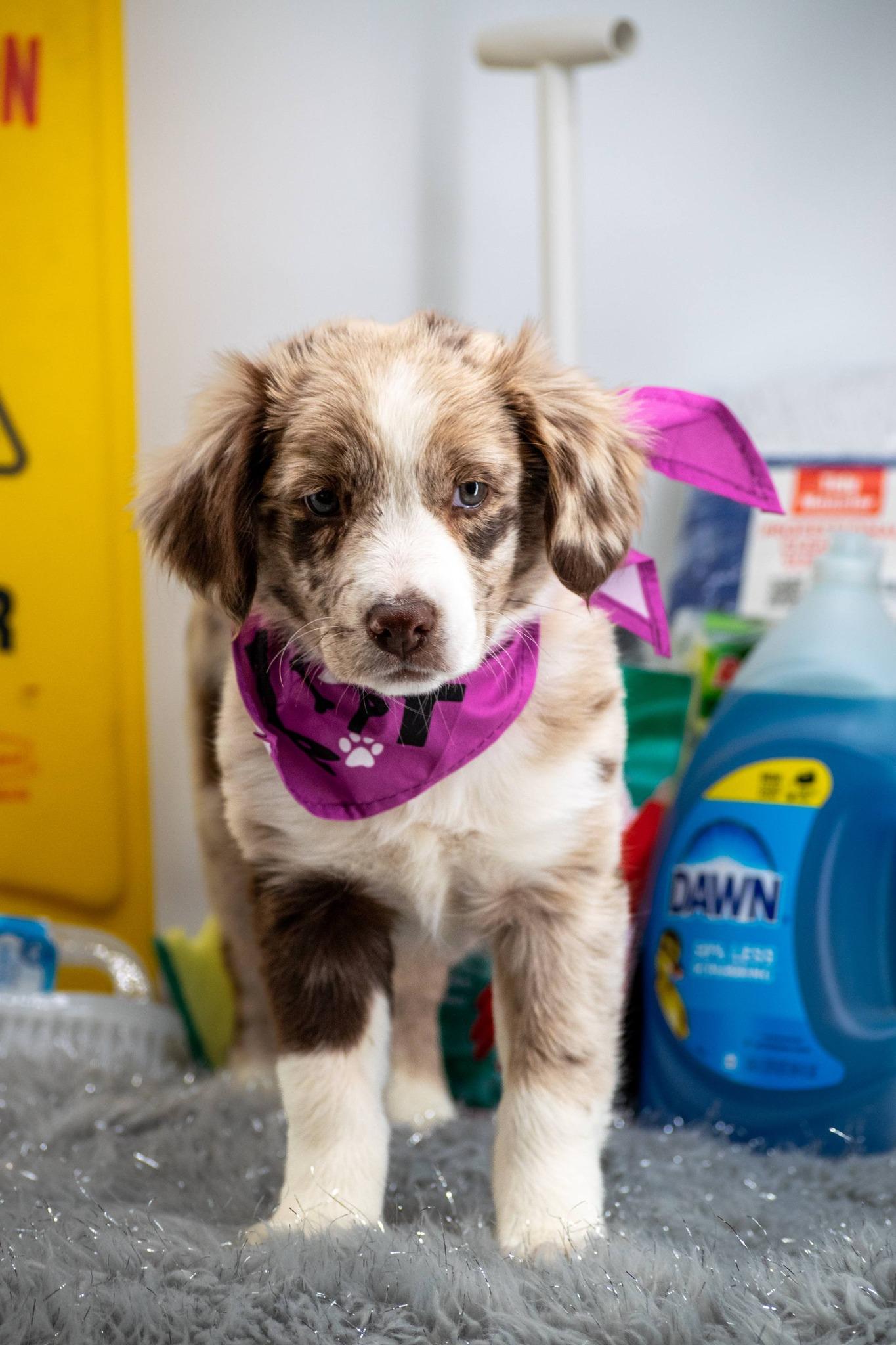 Enlarge Princess Polish, a ADOPTABLE Australian Shepherd in Sevierville, TN image 2/4