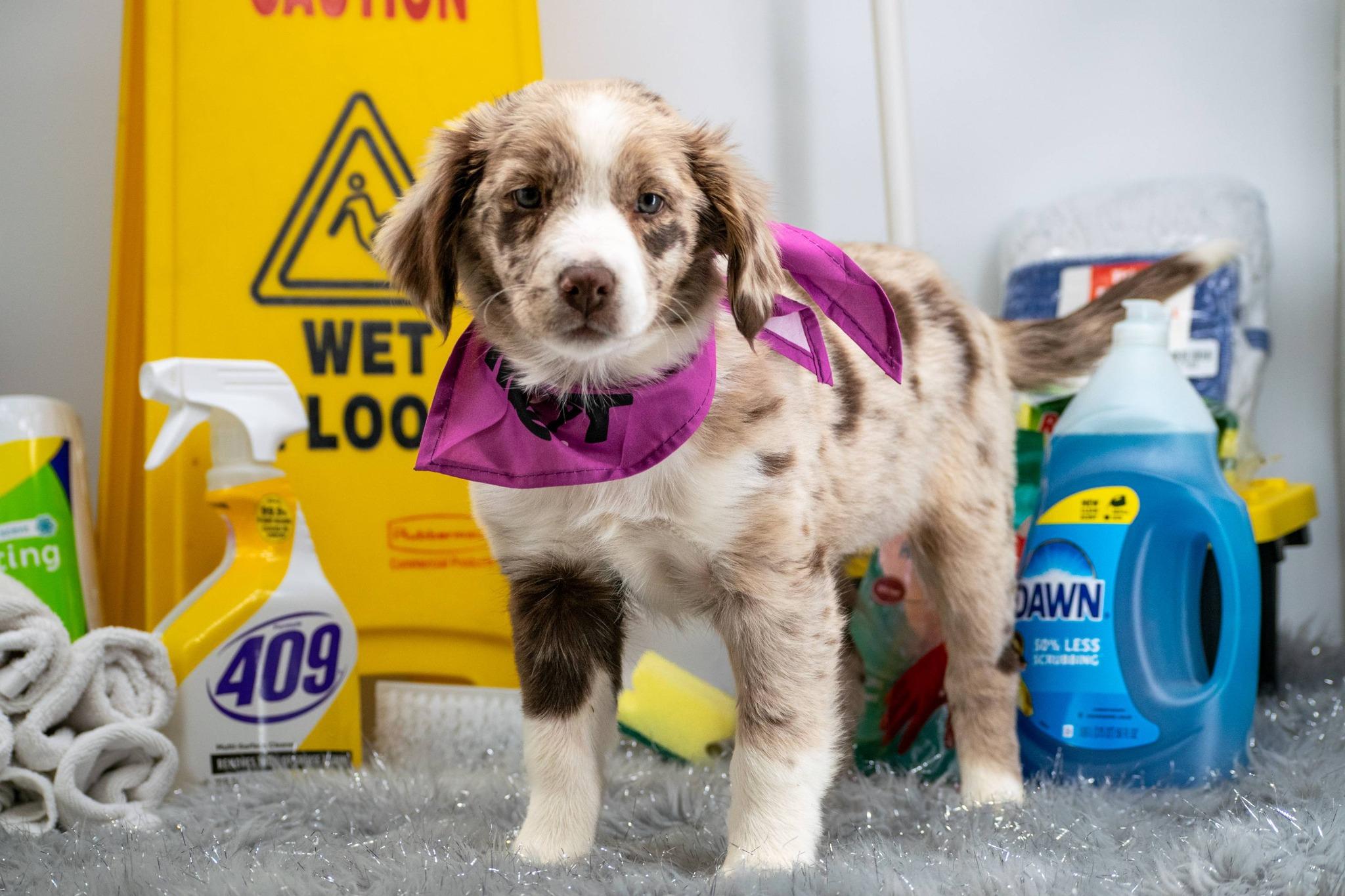 Enlarge Princess Polish, a ADOPTABLE Australian Shepherd in Sevierville, TN image 3/4