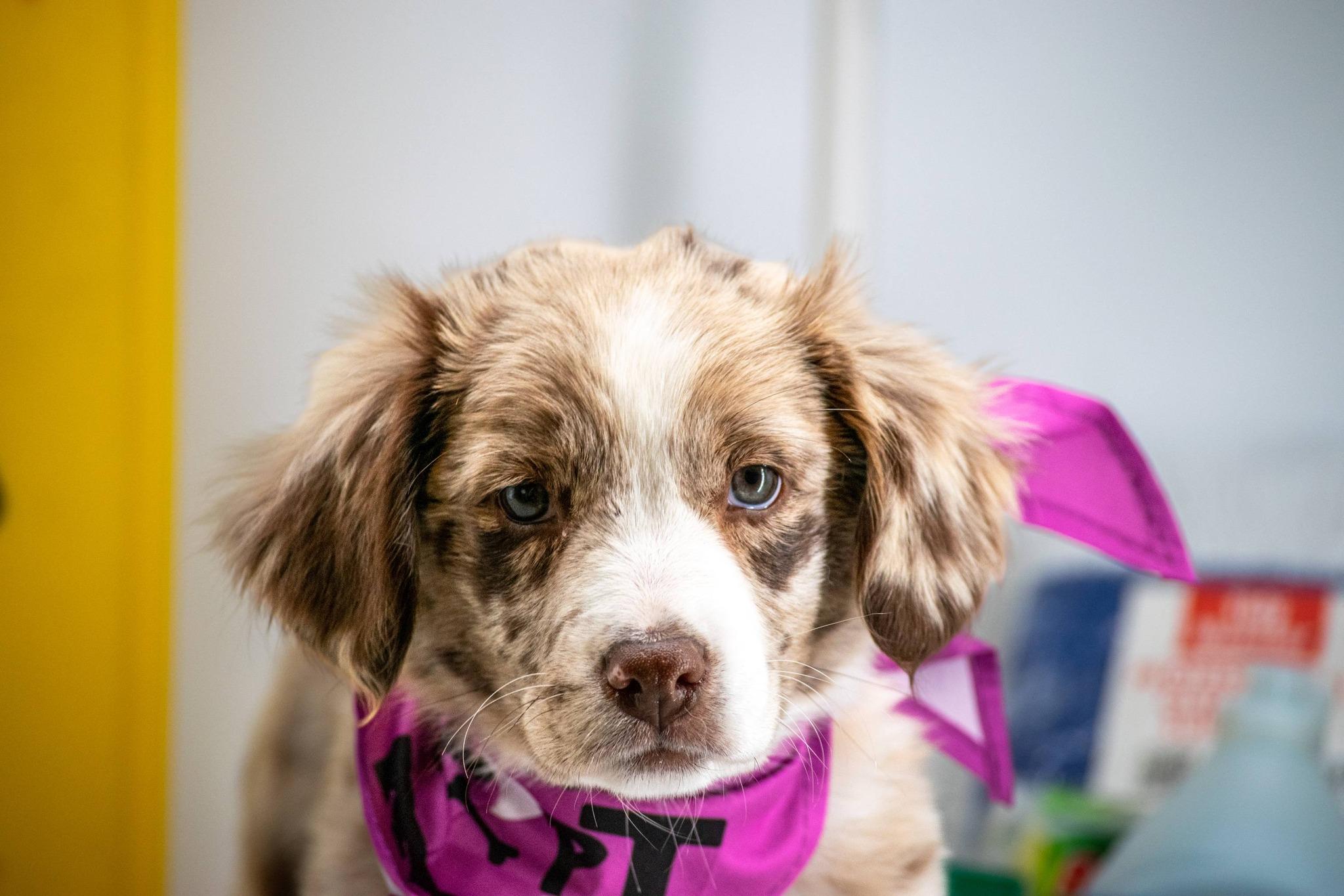 Enlarge Princess Polish, a ADOPTABLE Australian Shepherd in Sevierville, TN image 4/4
