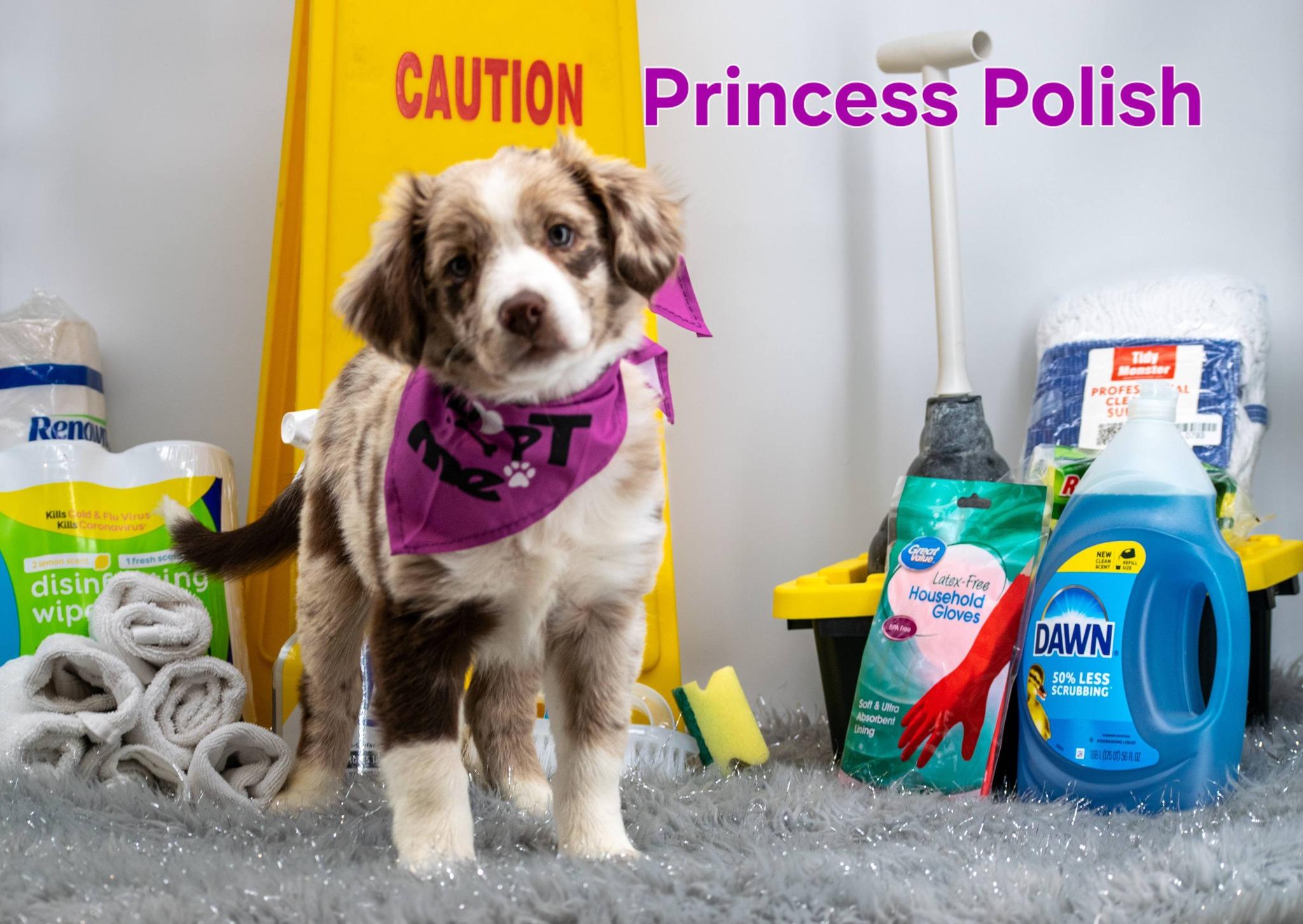 Enlarge Princess Polish, a ADOPTABLE Australian Shepherd in Sevierville, TN image 1/4