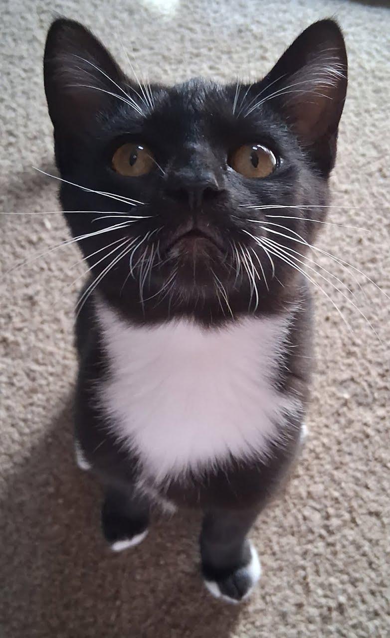 Sissy & Dude, Adoptable, Kitten Female Domestic Short Hair.