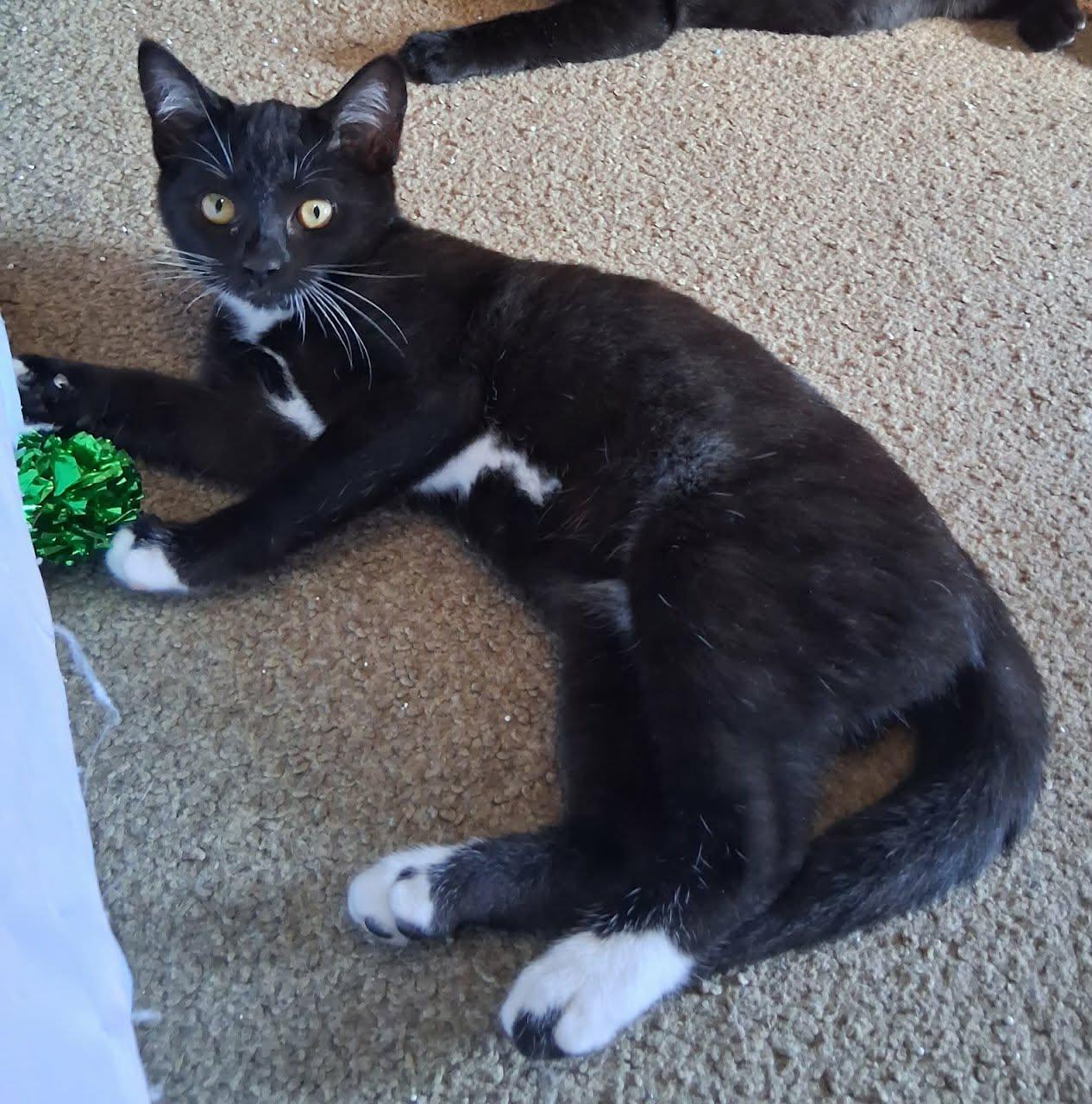 Sissy, Adoptable, Kitten Female Domestic Short Hair.