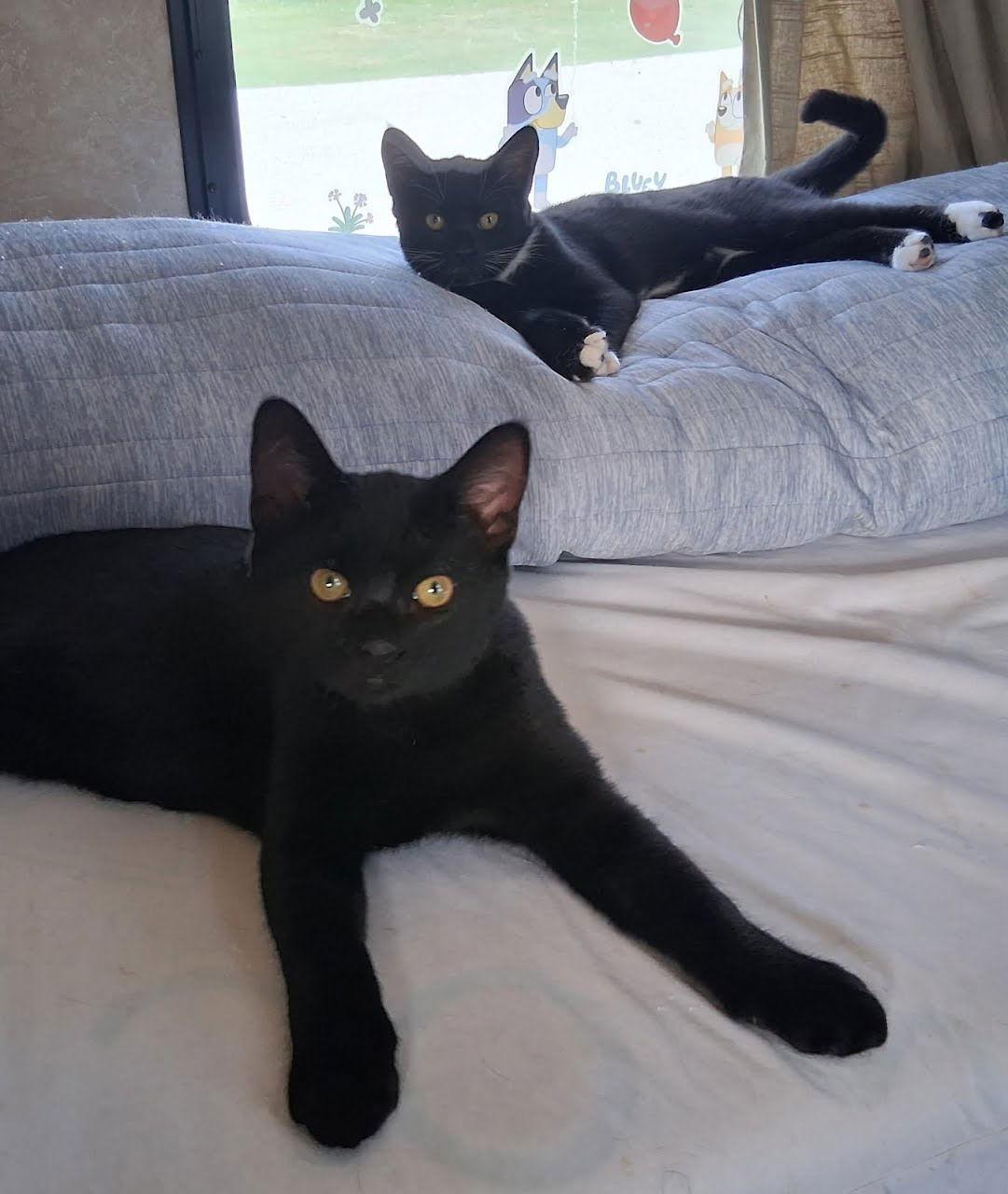 Enlarge Sissy & Dude, a Adoptable Domestic Short Hair in Walnut Creek, CA image 2/3